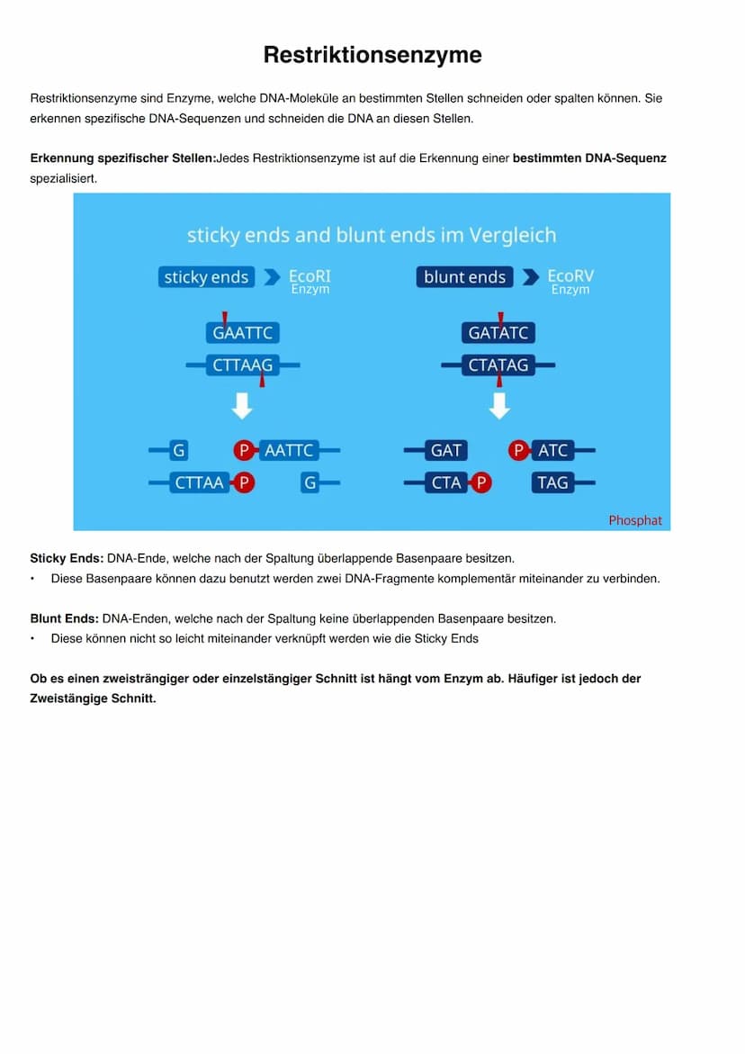 Q1.2 Gene und Gentechnik
grundlegendes Niveau (Grundkurs und Leistungskurs)
Bau und Vermehrung von Bakterien (Schema)
Regulation der Genakti