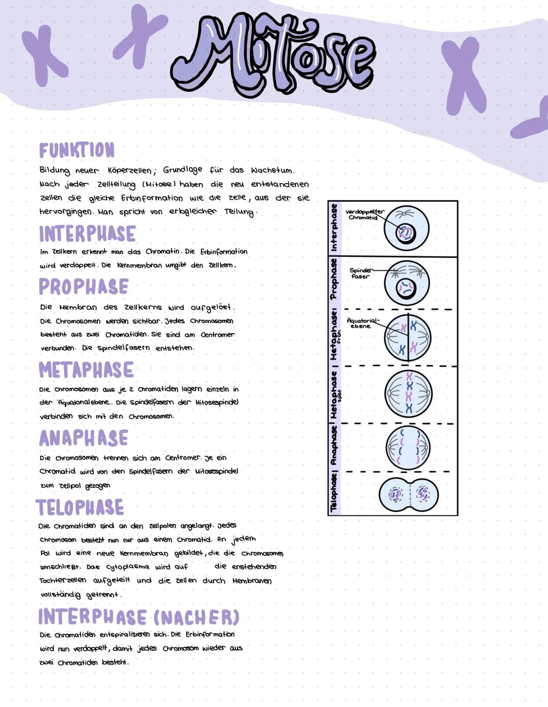x +
x
Motose
X
FUNKTION
Bildung neuer köperzellen; Grundlage für das Wachstum.
Nach jeder Zellteilung (Mitose) haben die neu entstandenen
ze