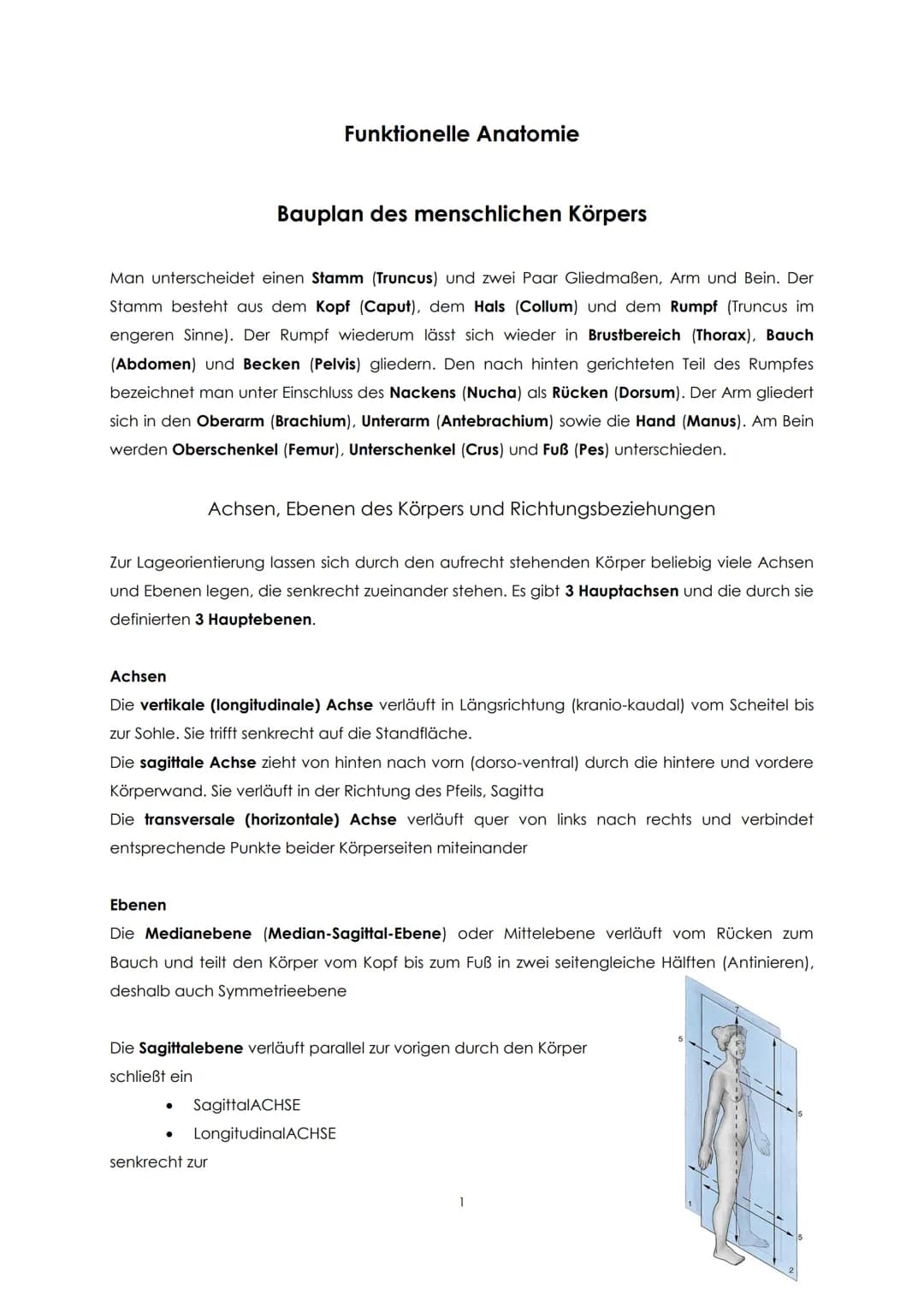 Funktionelle Anatomie
Bauplan des menschlichen Körpers
Man unterscheidet einen Stamm (Truncus) und zwei Paar Gliedmaßen, Arm und Bein. Der
S