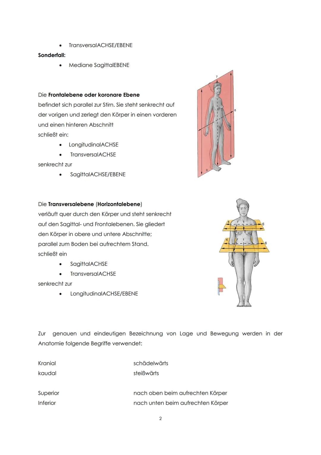 Funktionelle Anatomie
Bauplan des menschlichen Körpers
Man unterscheidet einen Stamm (Truncus) und zwei Paar Gliedmaßen, Arm und Bein. Der
S