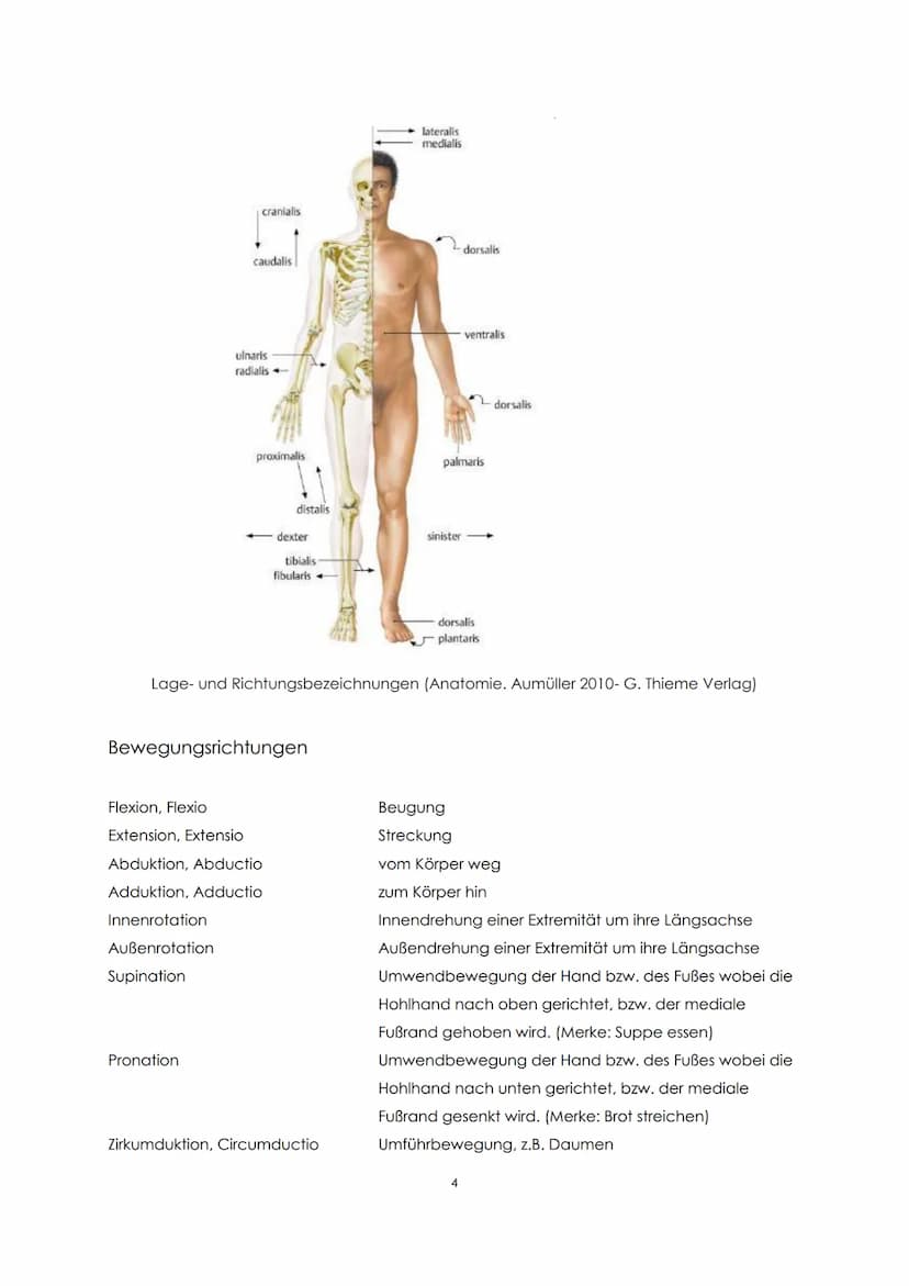 Funktionelle Anatomie
Bauplan des menschlichen Körpers
Man unterscheidet einen Stamm (Truncus) und zwei Paar Gliedmaßen, Arm und Bein. Der
S
