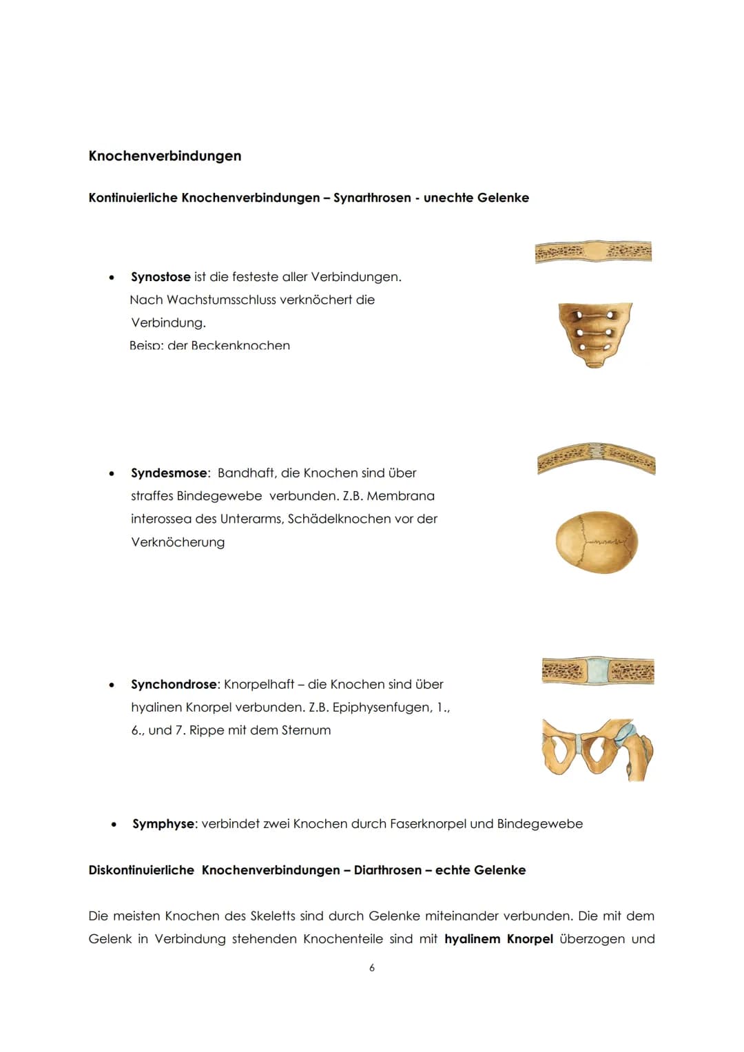 Funktionelle Anatomie
Bauplan des menschlichen Körpers
Man unterscheidet einen Stamm (Truncus) und zwei Paar Gliedmaßen, Arm und Bein. Der
S