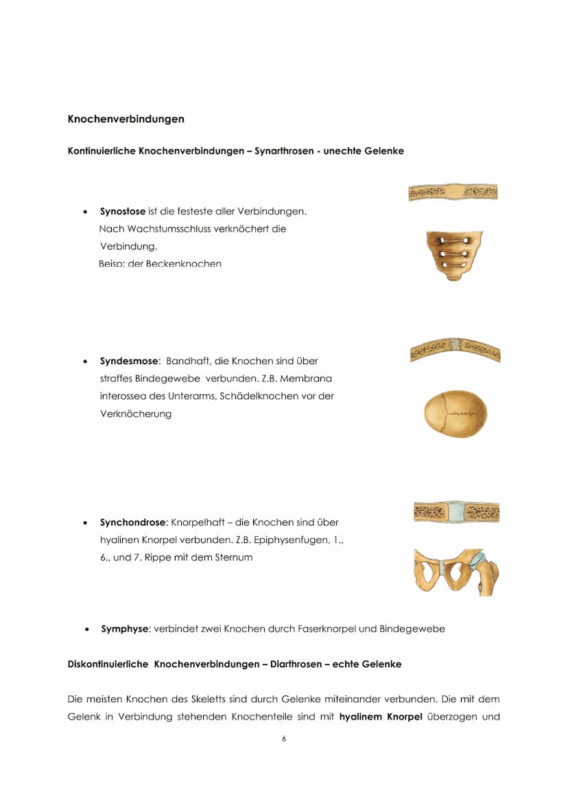 Funktionelle Anatomie
Bauplan des menschlichen Körpers
Man unterscheidet einen Stamm (Truncus) und zwei Paar Gliedmaßen, Arm und Bein. Der
S