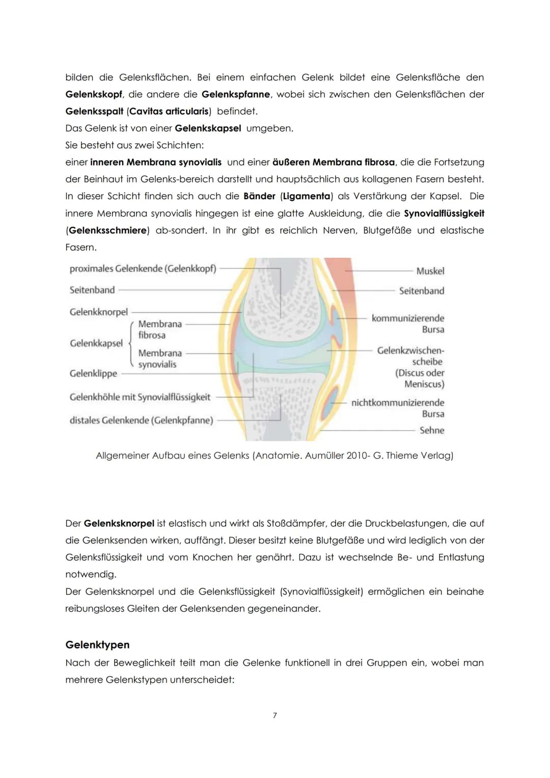 Funktionelle Anatomie
Bauplan des menschlichen Körpers
Man unterscheidet einen Stamm (Truncus) und zwei Paar Gliedmaßen, Arm und Bein. Der
S