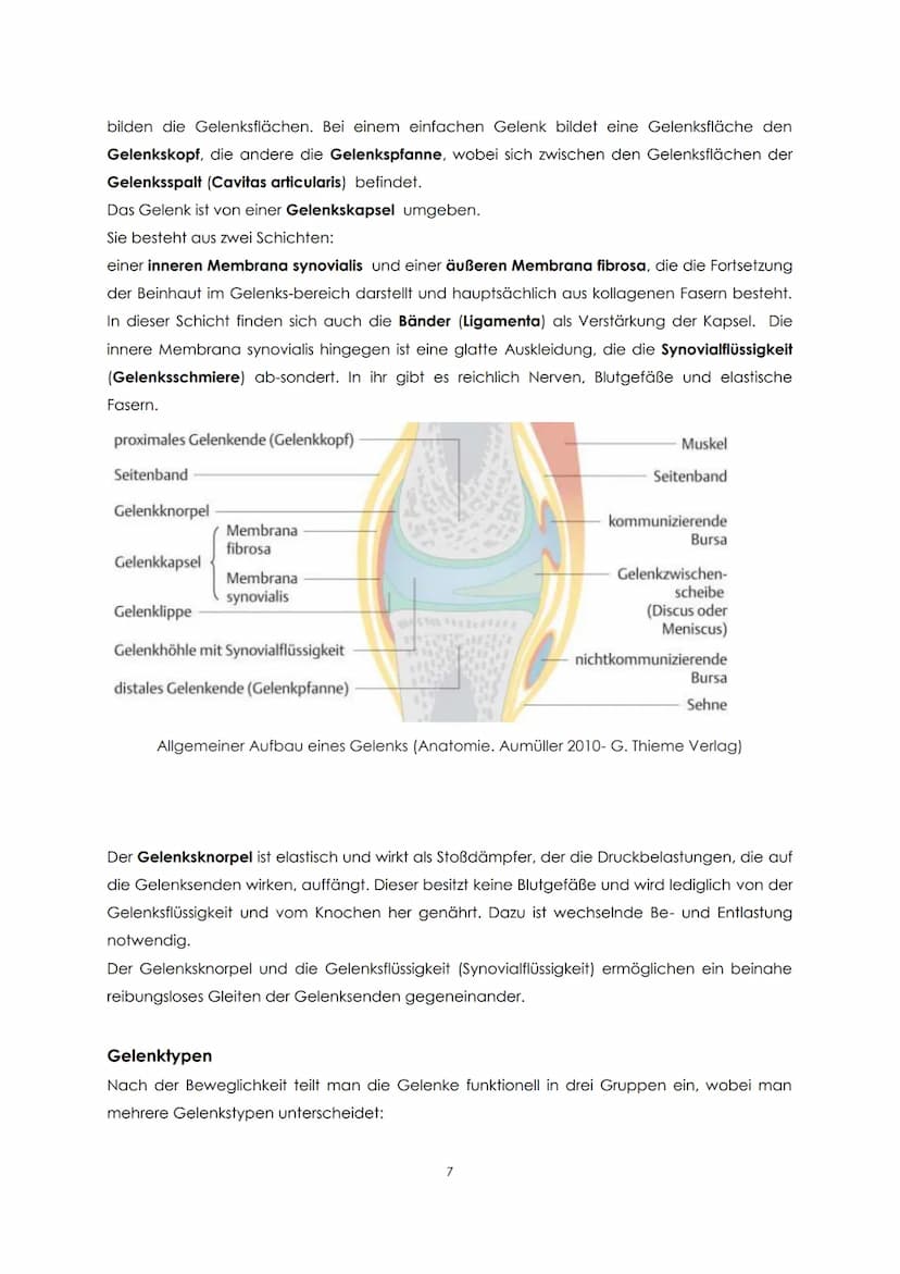 Funktionelle Anatomie
Bauplan des menschlichen Körpers
Man unterscheidet einen Stamm (Truncus) und zwei Paar Gliedmaßen, Arm und Bein. Der
S