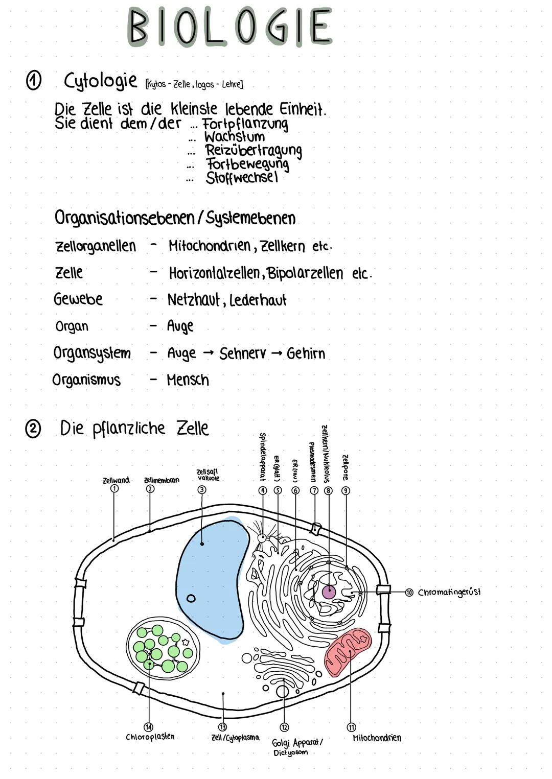 BIOLOGIE
Cytologie [tos - Zelle, logos - Lehre]
Die Zelle ist die kleinste lebende Einheit.
Sie dient dem/der Fortpflanzung
Wachstum
Reizübe