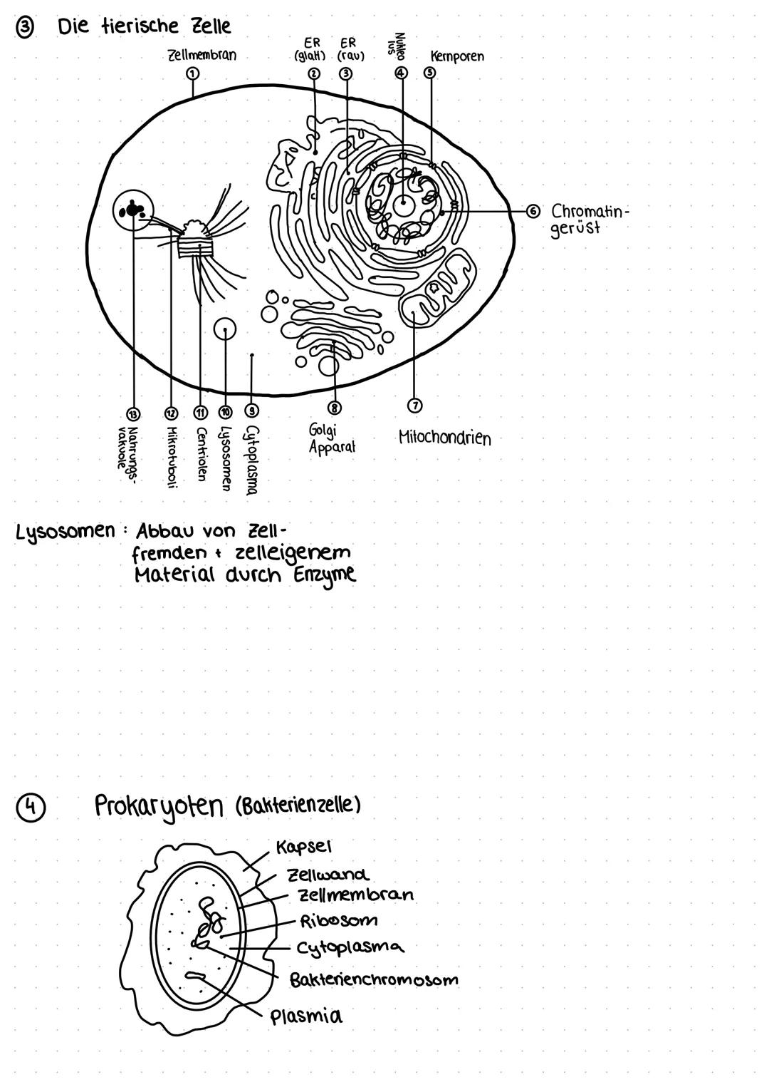 BIOLOGIE
Cytologie [tos - Zelle, logos - Lehre]
Die Zelle ist die kleinste lebende Einheit.
Sie dient dem/der Fortpflanzung
Wachstum
Reizübe