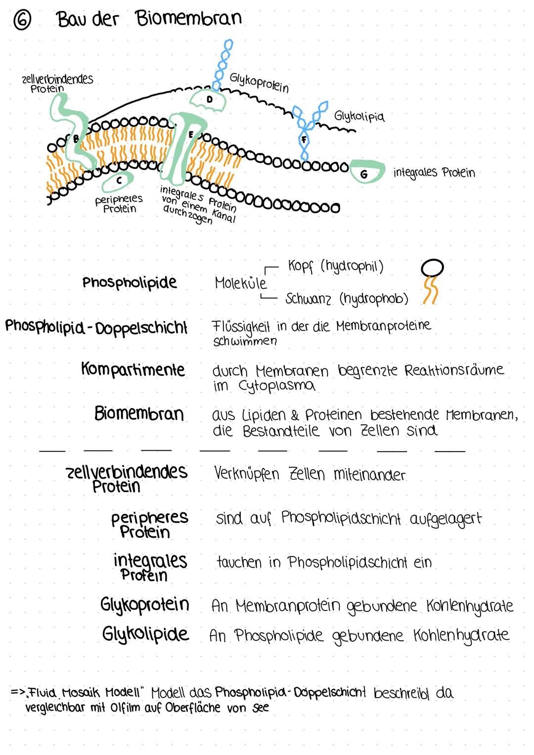 BIOLOGIE
Cytologie [tos - Zelle, logos - Lehre]
Die Zelle ist die kleinste lebende Einheit.
Sie dient dem/der Fortpflanzung
Wachstum
Reizübe