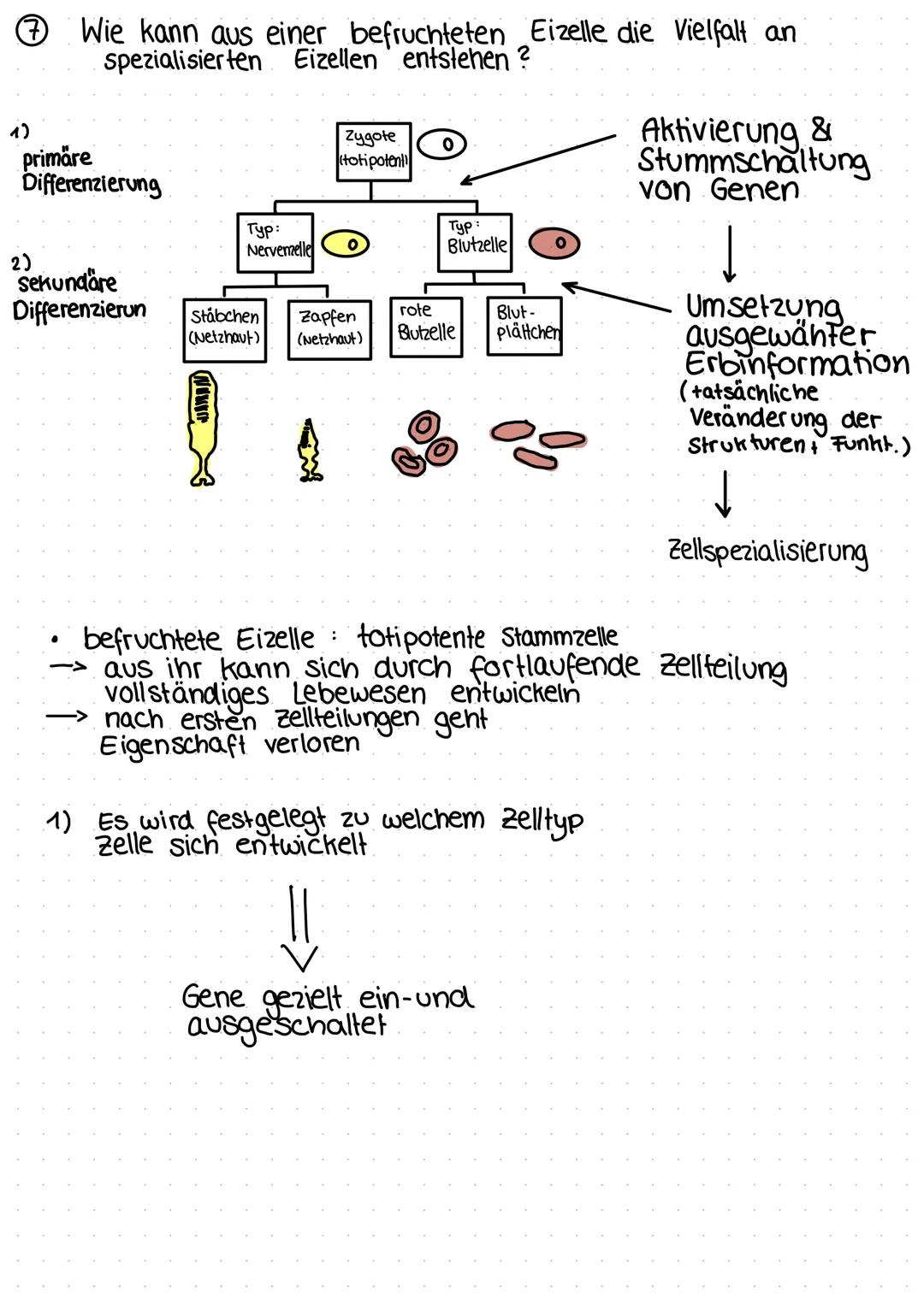 BIOLOGIE
Cytologie [tos - Zelle, logos - Lehre]
Die Zelle ist die kleinste lebende Einheit.
Sie dient dem/der Fortpflanzung
Wachstum
Reizübe