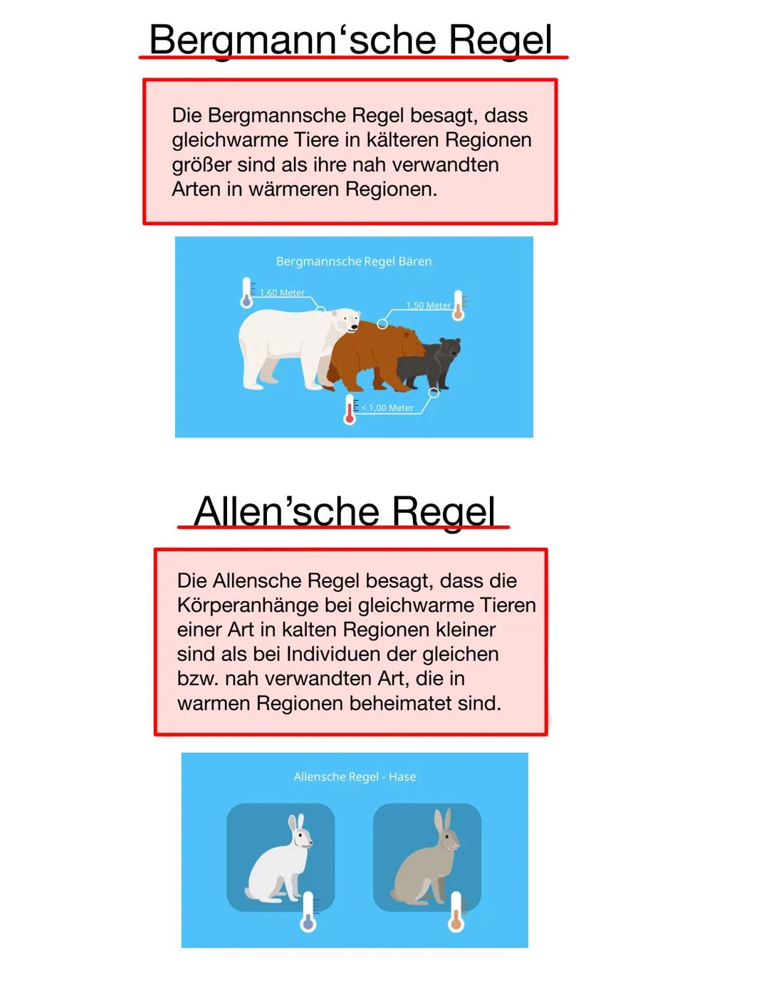 Lotta-Volterra-Regeln
1. Regel: Anzahl von Räuber und Beute schwankt periodisch und
Phasenverzögert
2. Regel: Im Mittel bleiben die Populati