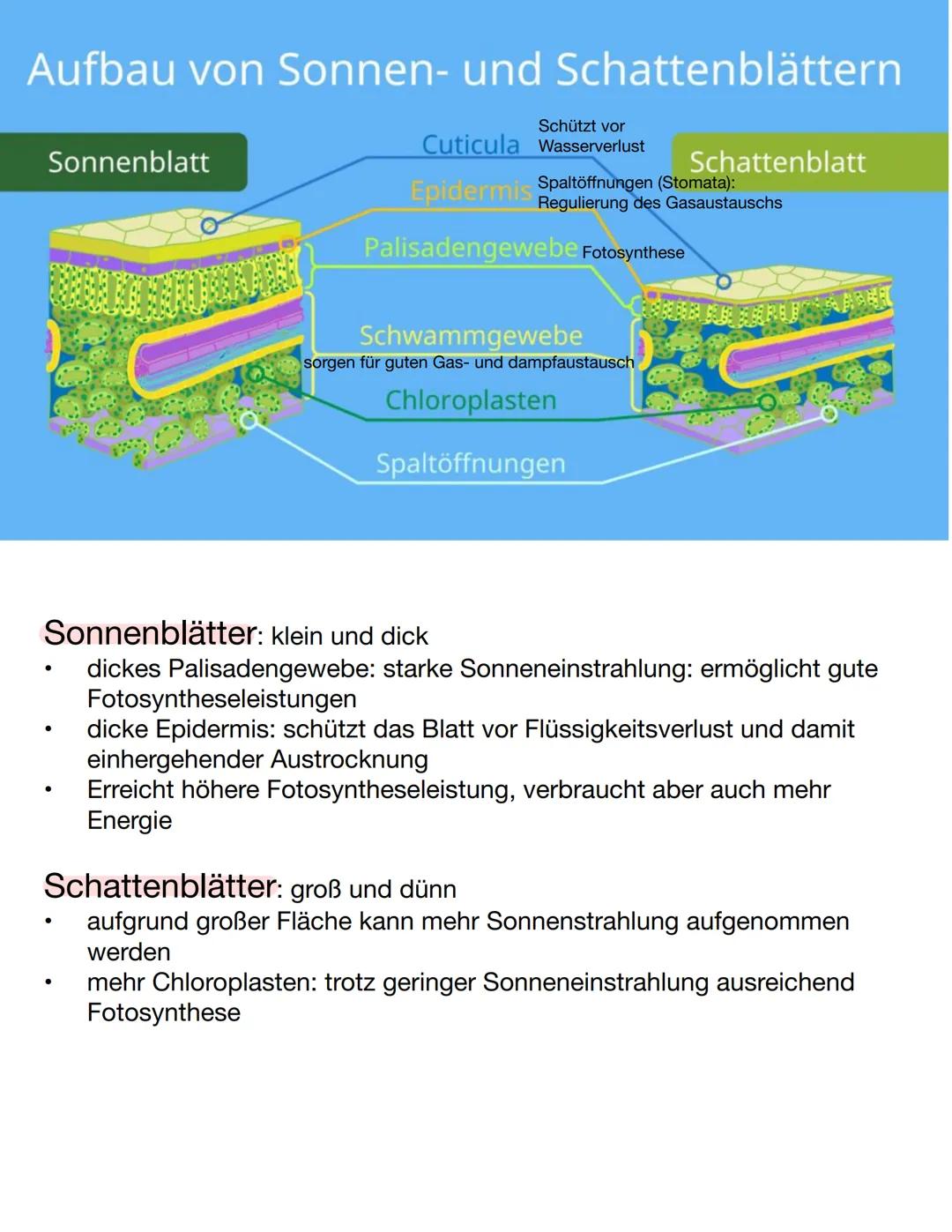 Lotta-Volterra-Regeln
1. Regel: Anzahl von Räuber und Beute schwankt periodisch und
Phasenverzögert
2. Regel: Im Mittel bleiben die Populati