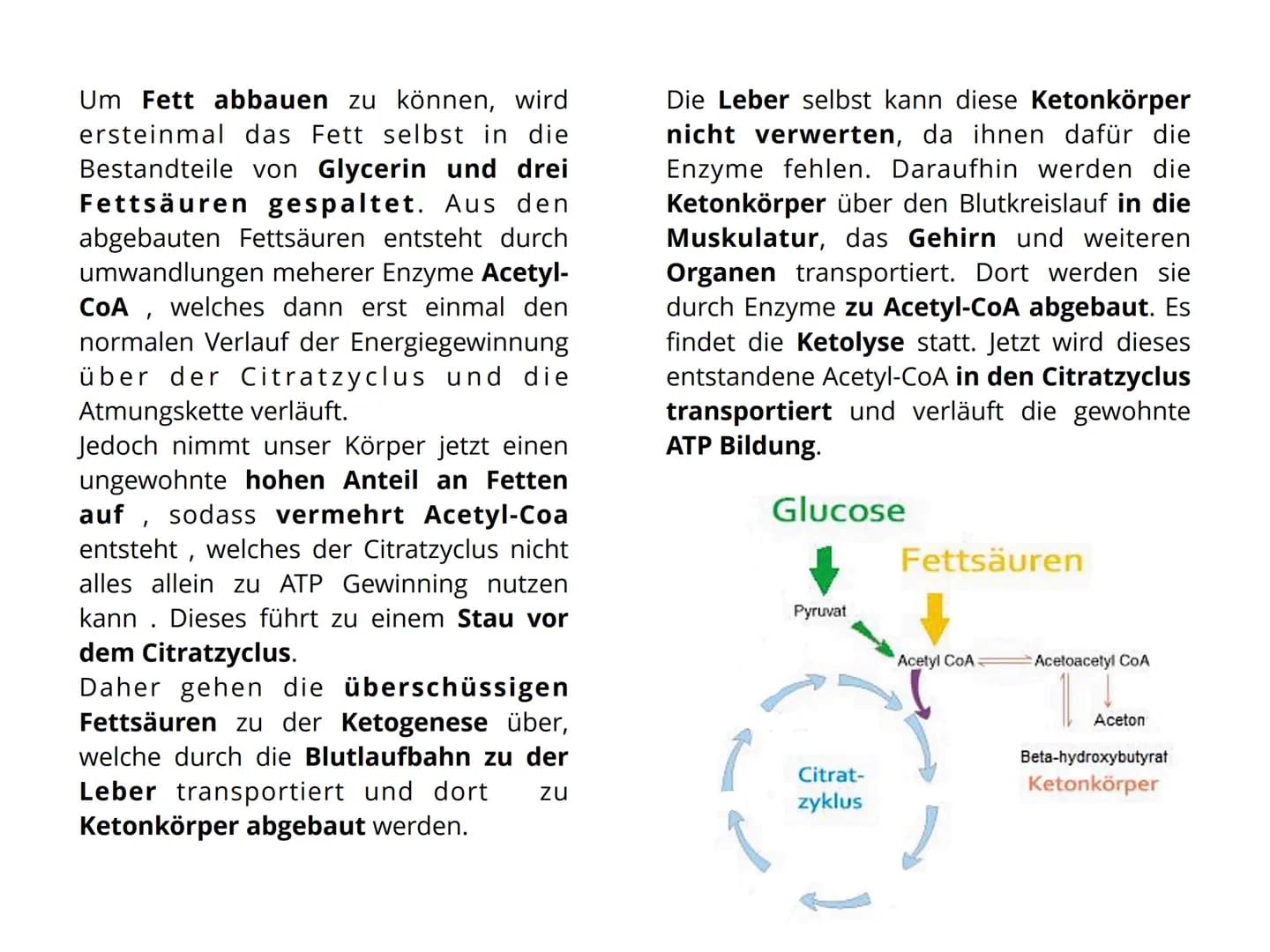 Keto
diet Gliederung
Seite 1.: Was versteht man unter
Ketogener Diät
Seite 2. Lebensmittel do's und dont's
Seite 3. Verstoffwechslung
Seite 