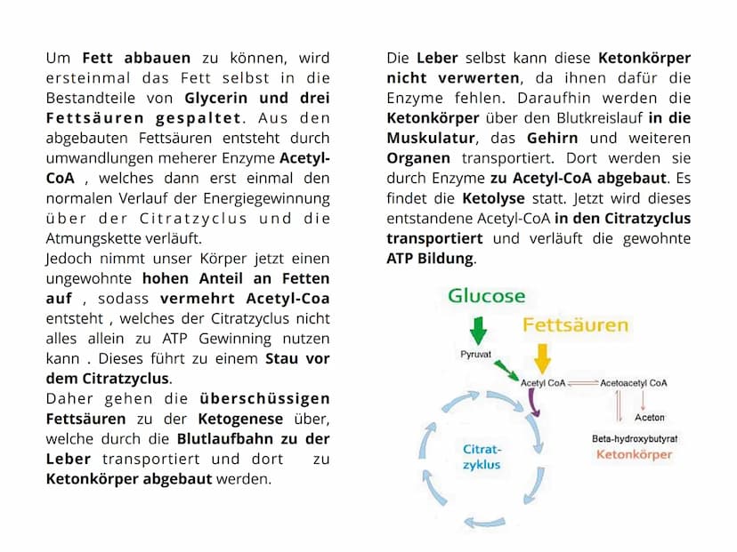 Keto
diet Gliederung
Seite 1.: Was versteht man unter
Ketogener Diät
Seite 2. Lebensmittel do's und dont's
Seite 3. Verstoffwechslung
Seite 