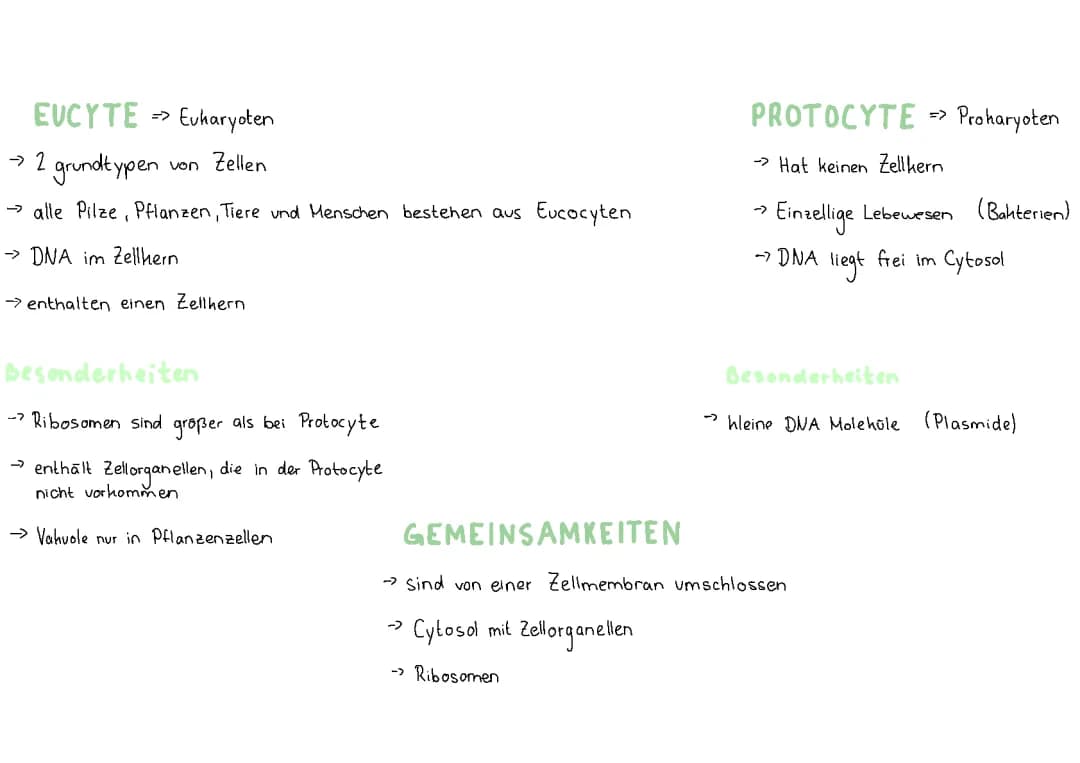 Eucyte und Protocyte 