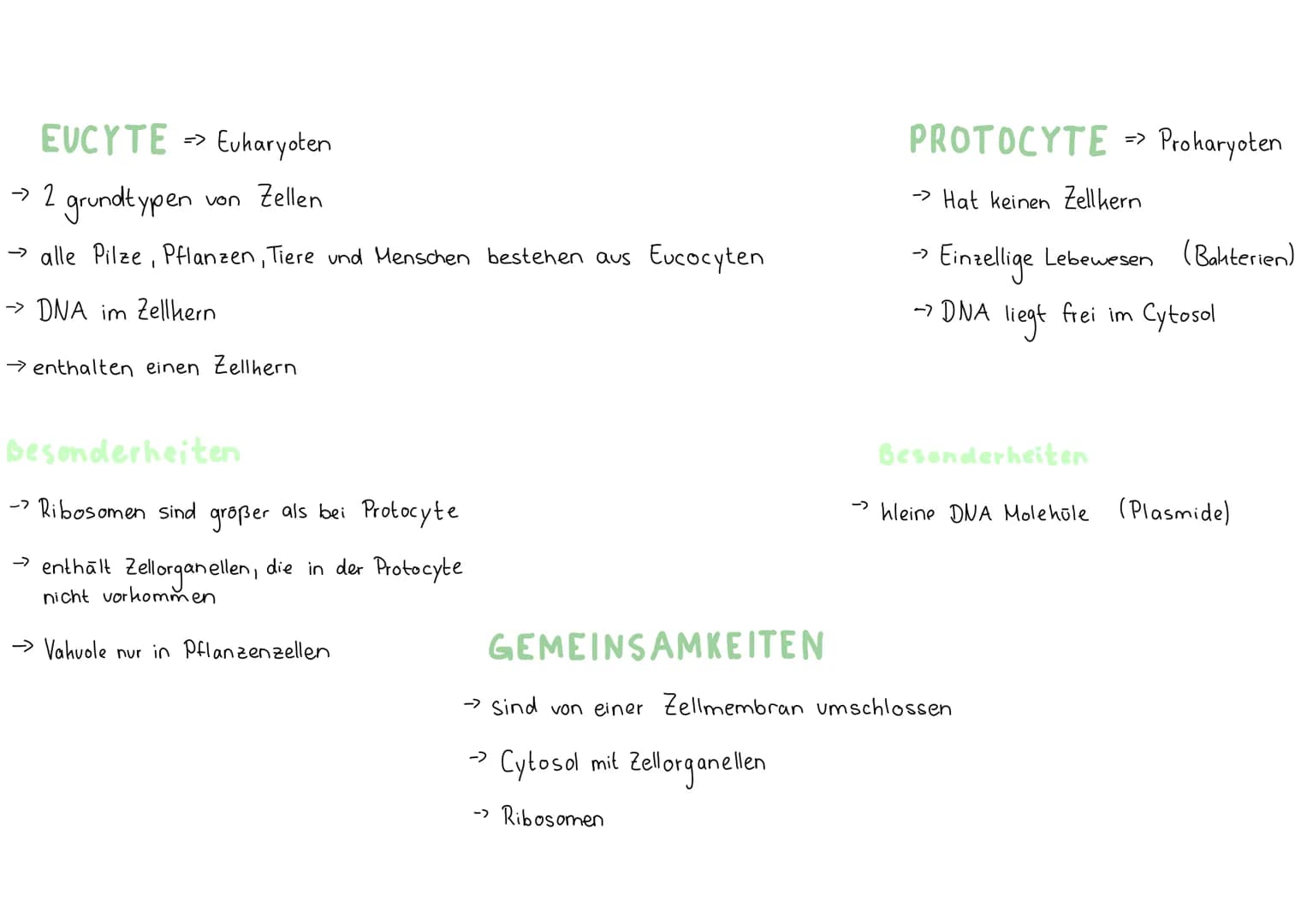 EUCYTE> Eukaryoten
→ 2 grundtypen von Zellen
→ alle Pilze, Pflanzen, Tiere und Menschen bestehen aus Eucocyten
→ DNA im Zellhern
→ enthalten