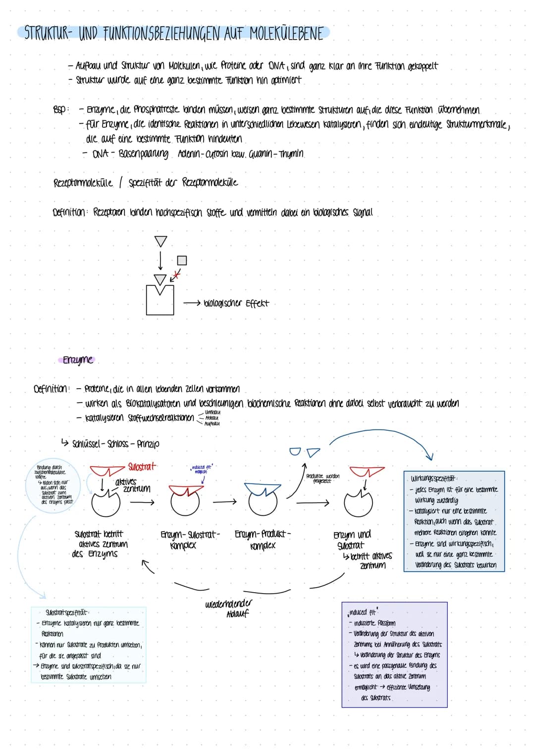 Biologie Lernzettel DIOLOGIE ARBETE
ALLG ZUR SPORTBIOLOGIE
Proteine
1. Von der Nahrung zur Muskelkraft
Nährstoffaufnahme
Primärstruktur
- Am