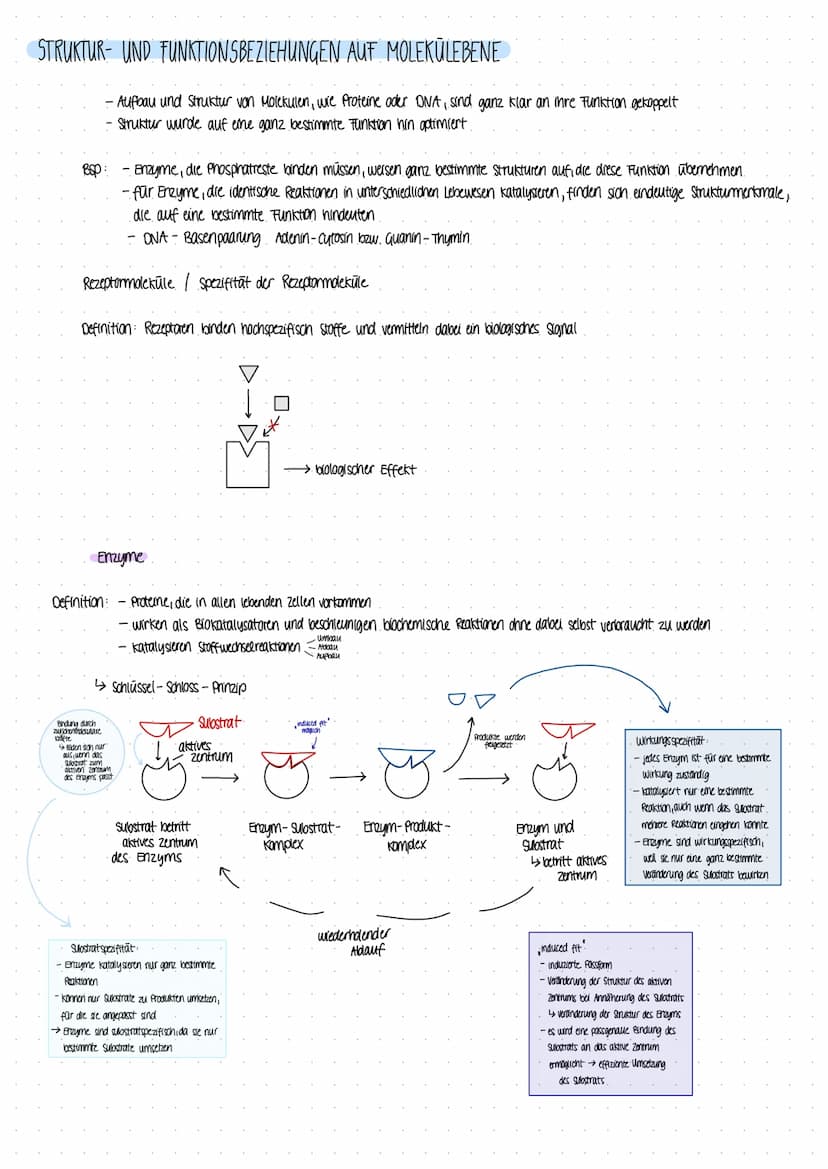 Biologie Lernzettel DIOLOGIE ARBETE
ALLG ZUR SPORTBIOLOGIE
Proteine
1. Von der Nahrung zur Muskelkraft
Nährstoffaufnahme
Primärstruktur
- Am