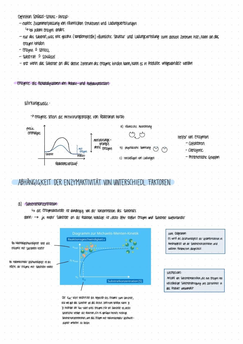 Biologie Lernzettel DIOLOGIE ARBETE
ALLG ZUR SPORTBIOLOGIE
Proteine
1. Von der Nahrung zur Muskelkraft
Nährstoffaufnahme
Primärstruktur
- Am