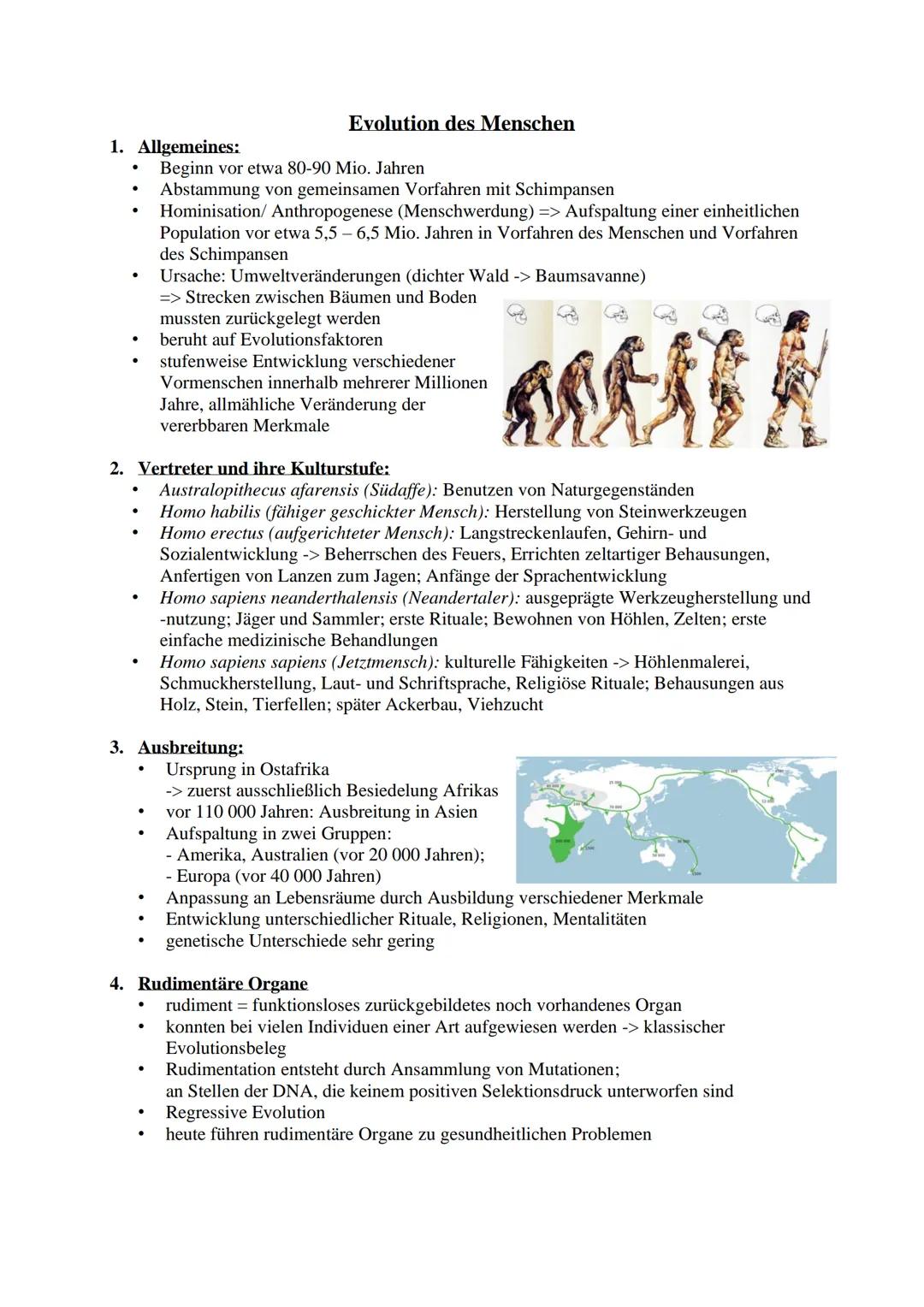 # Evolution des Menschen

1. Allgemeines:

*   Beginn vor etwa 80-90 Mio. Jahren
*   Abstammung von gemeinsamen Vorfahren mit Schimpansen
* 