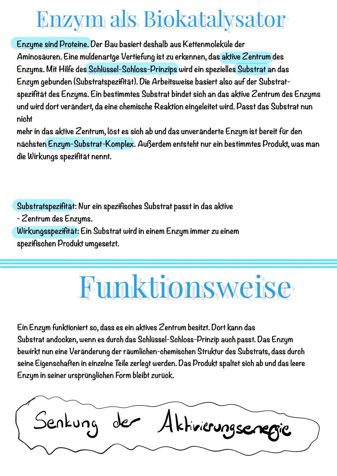 Enzym als Biokatalysator
Enzyme sind Proteine. Der Bau basiert deshalb aus Kettenmoleküle der
Aminosäuren. Eine muldenartge Vertiefung ist z