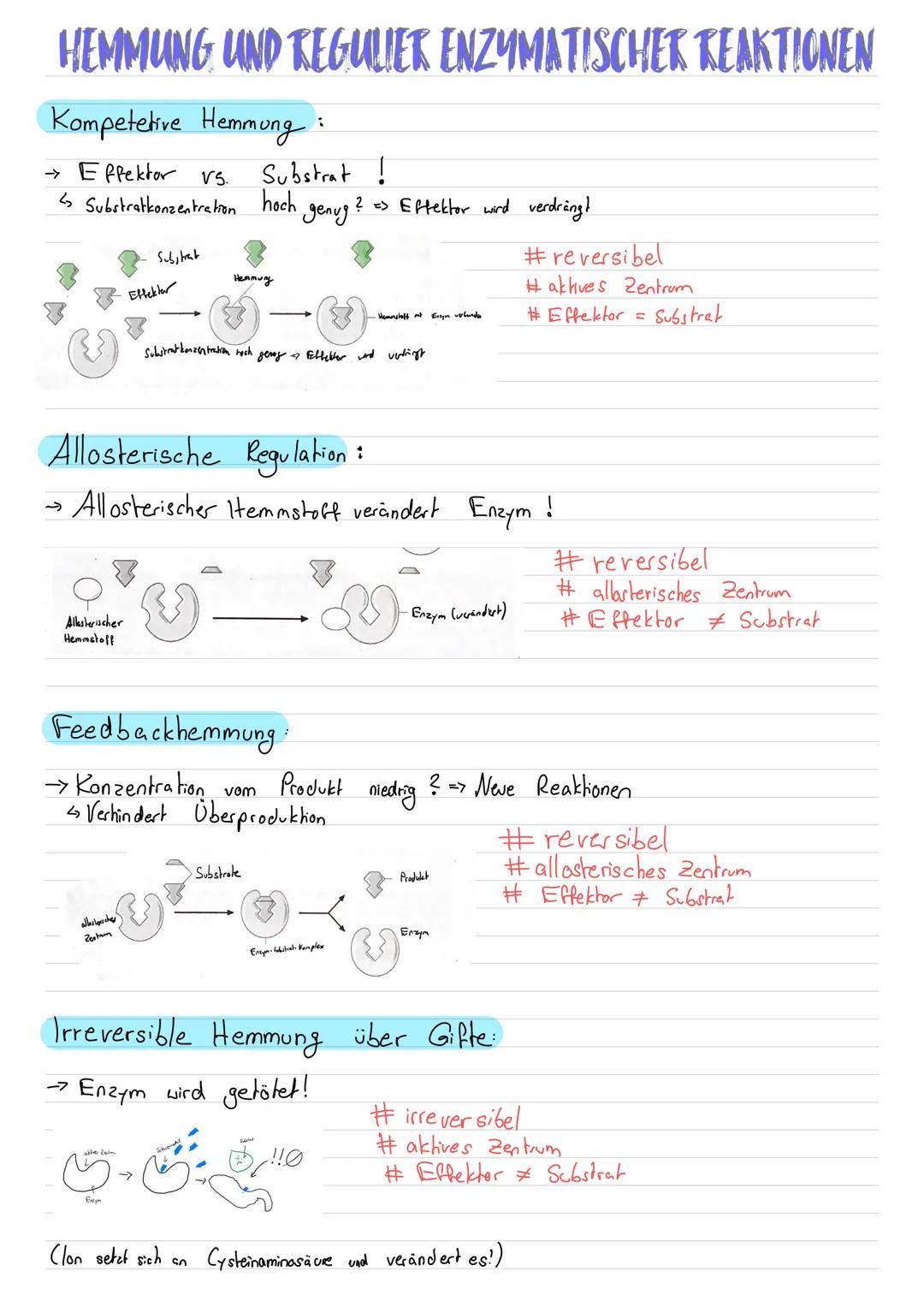 Enzym als Biokatalysator
Enzyme sind Proteine. Der Bau basiert deshalb aus Kettenmoleküle der
Aminosäuren. Eine muldenartge Vertiefung ist z