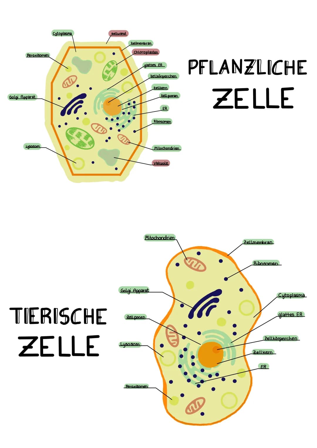  1.1
1.2
1.3
2
2.1
4.1
5
5.1
5.2
6
6.1
6.2
Zelle pflanzliche, tierische
Bestandteile pflanzliche+tierische Zelle
↳ Funktion, Aufbau
Bestandt