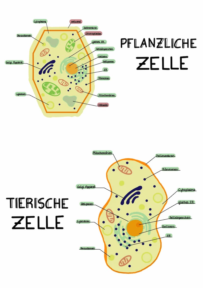  1.1
1.2
1.3
2
2.1
4.1
5
5.1
5.2
6
6.1
6.2
Zelle pflanzliche, tierische
Bestandteile pflanzliche+tierische Zelle
↳ Funktion, Aufbau
Bestandt
