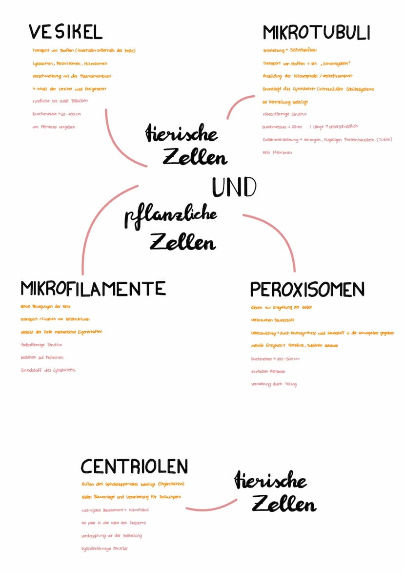  1.1
1.2
1.3
2
2.1
4.1
5
5.1
5.2
6
6.1
6.2
Zelle pflanzliche, tierische
Bestandteile pflanzliche+tierische Zelle
↳ Funktion, Aufbau
Bestandt