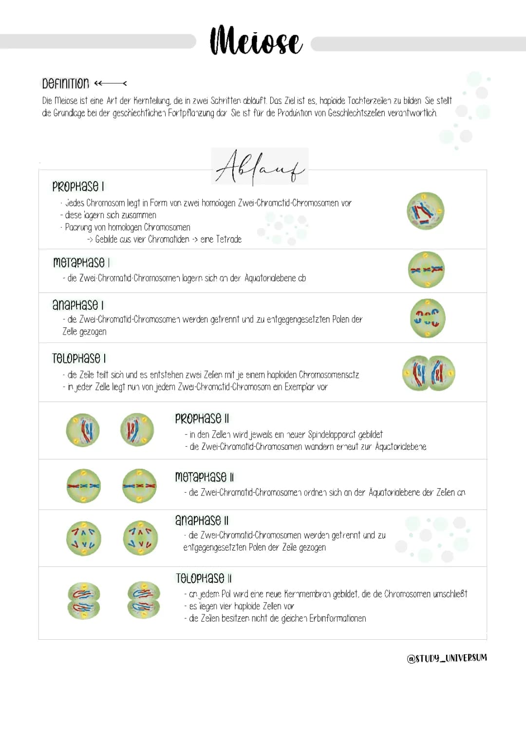 Meiose