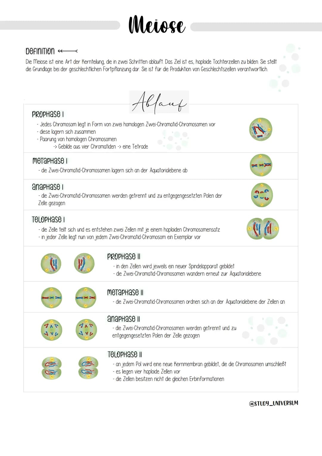 Definition
Die Meiose ist eine Art der Kernteilung, die in zwei Schritten abläuft. Das Ziel ist es, haploide Tochterzellen zu bilden. Sie st