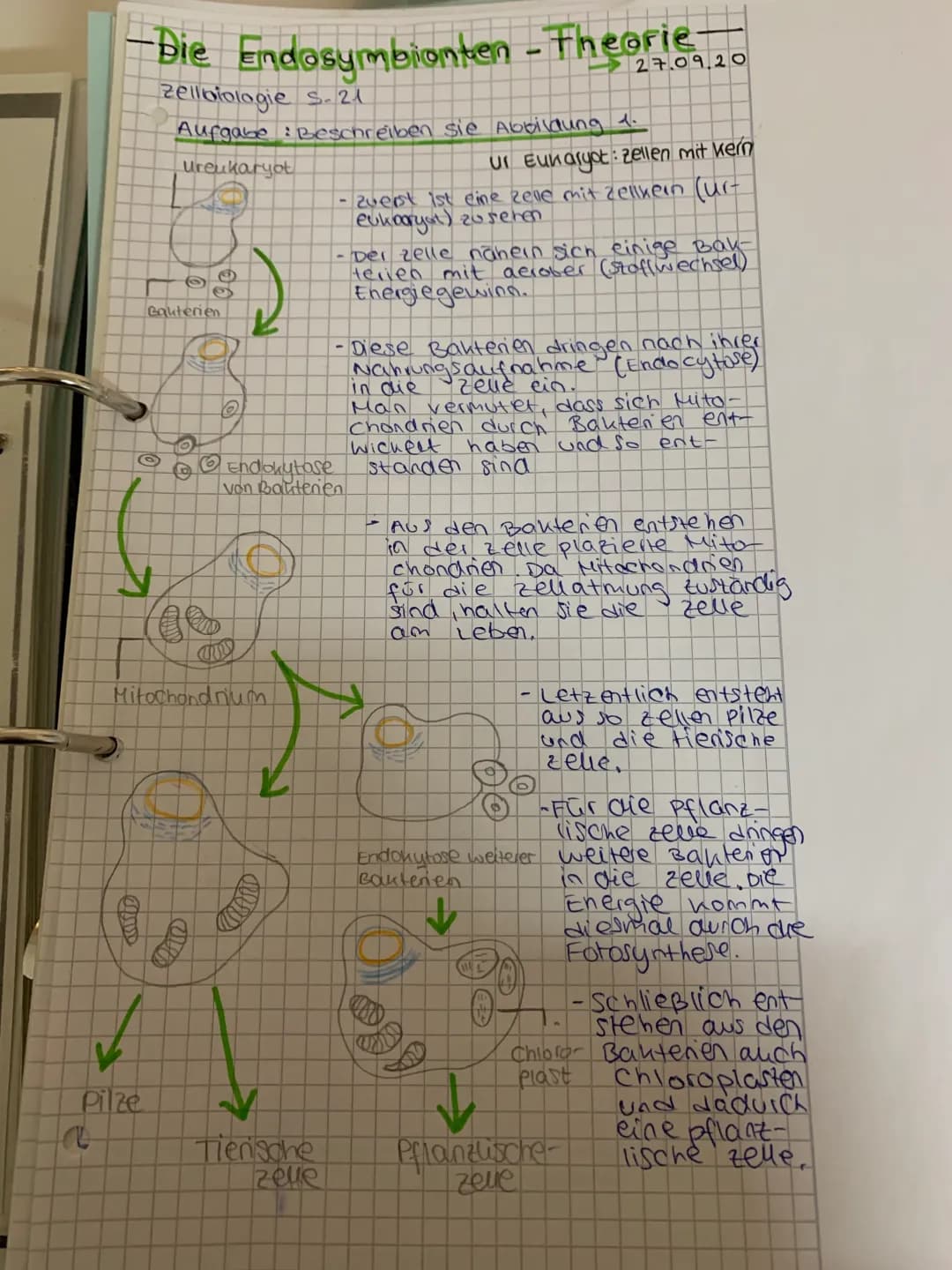 Die Endosymbionten Theorie