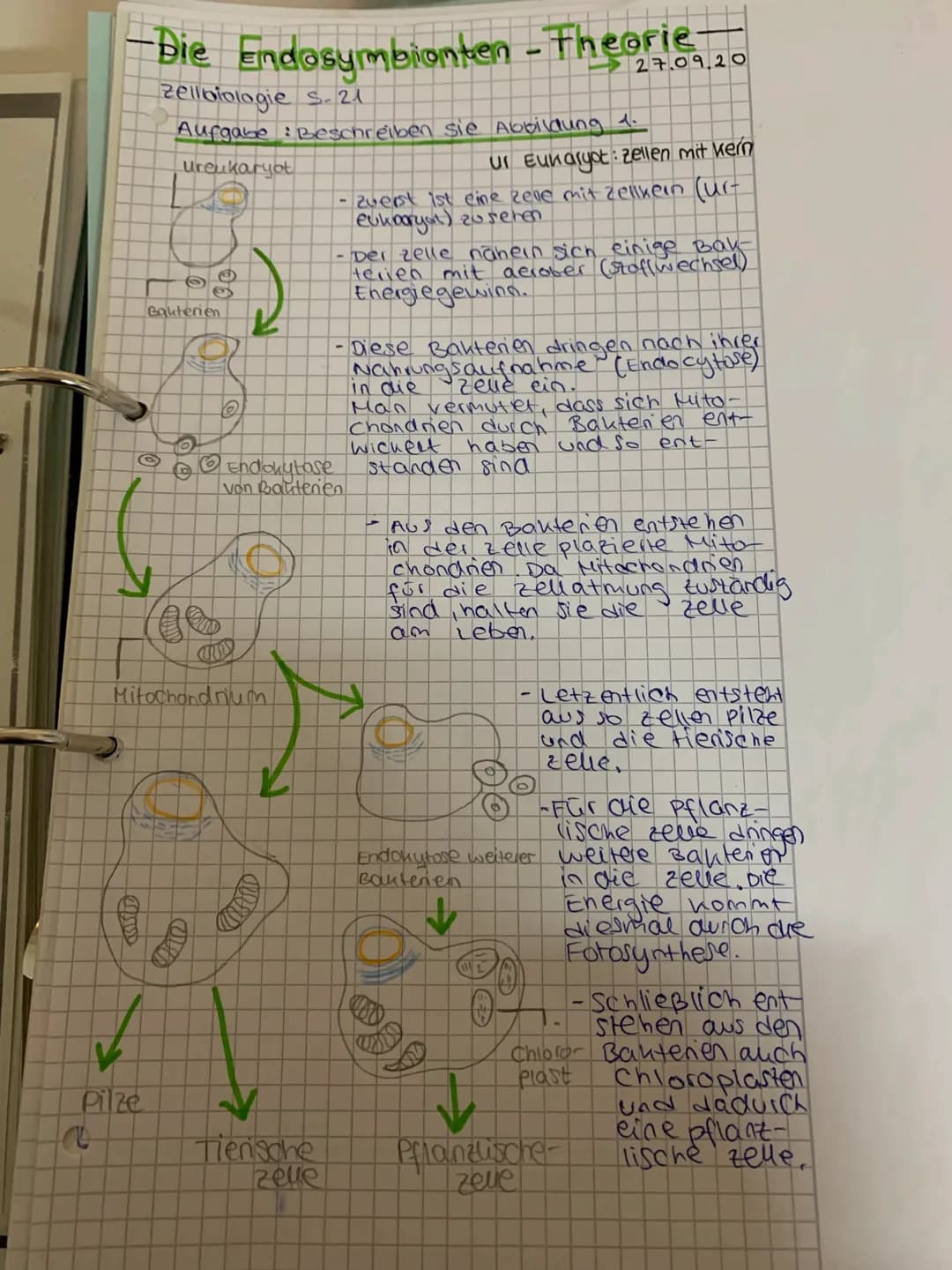 -Die Endosymbionten - Theorie.
Zellbiologie S. 21
Aufgabe : Beschreiben sie Abbildung 1.
ureukaryot
Bakterien
O
V
Pilze
:)
Mitochondrium
Tie