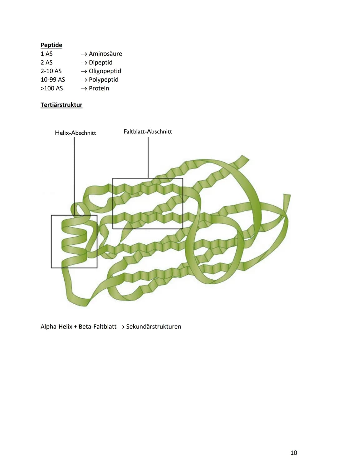 Biologie Klausurvorbereitung S2
Molekular Genetik
Grundbegriffe
Begriff
Genotyp
Phänotyp
Gen
Allel
Chromosomen
Chromatid
Centromer
Diploid
H