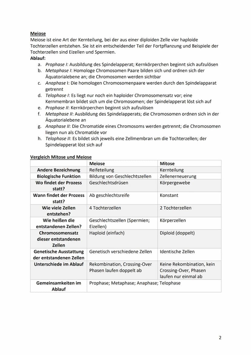 Biologie Klausurvorbereitung S2
Molekular Genetik
Grundbegriffe
Begriff
Genotyp
Phänotyp
Gen
Allel
Chromosomen
Chromatid
Centromer
Diploid
H