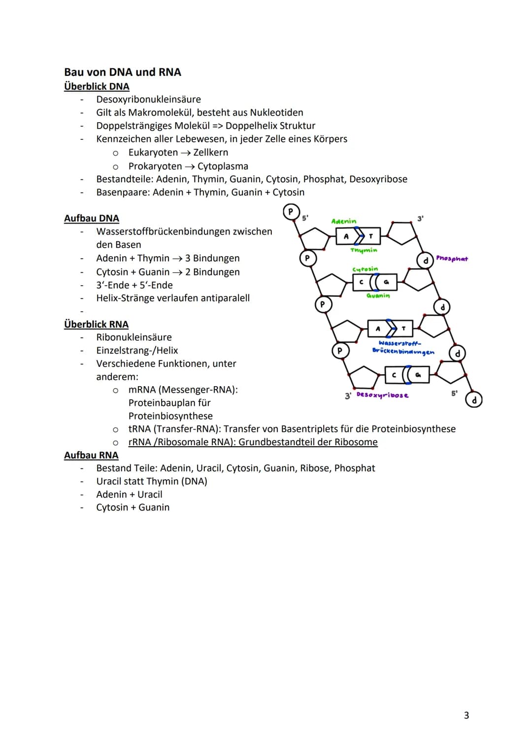 Biologie Klausurvorbereitung S2
Molekular Genetik
Grundbegriffe
Begriff
Genotyp
Phänotyp
Gen
Allel
Chromosomen
Chromatid
Centromer
Diploid
H