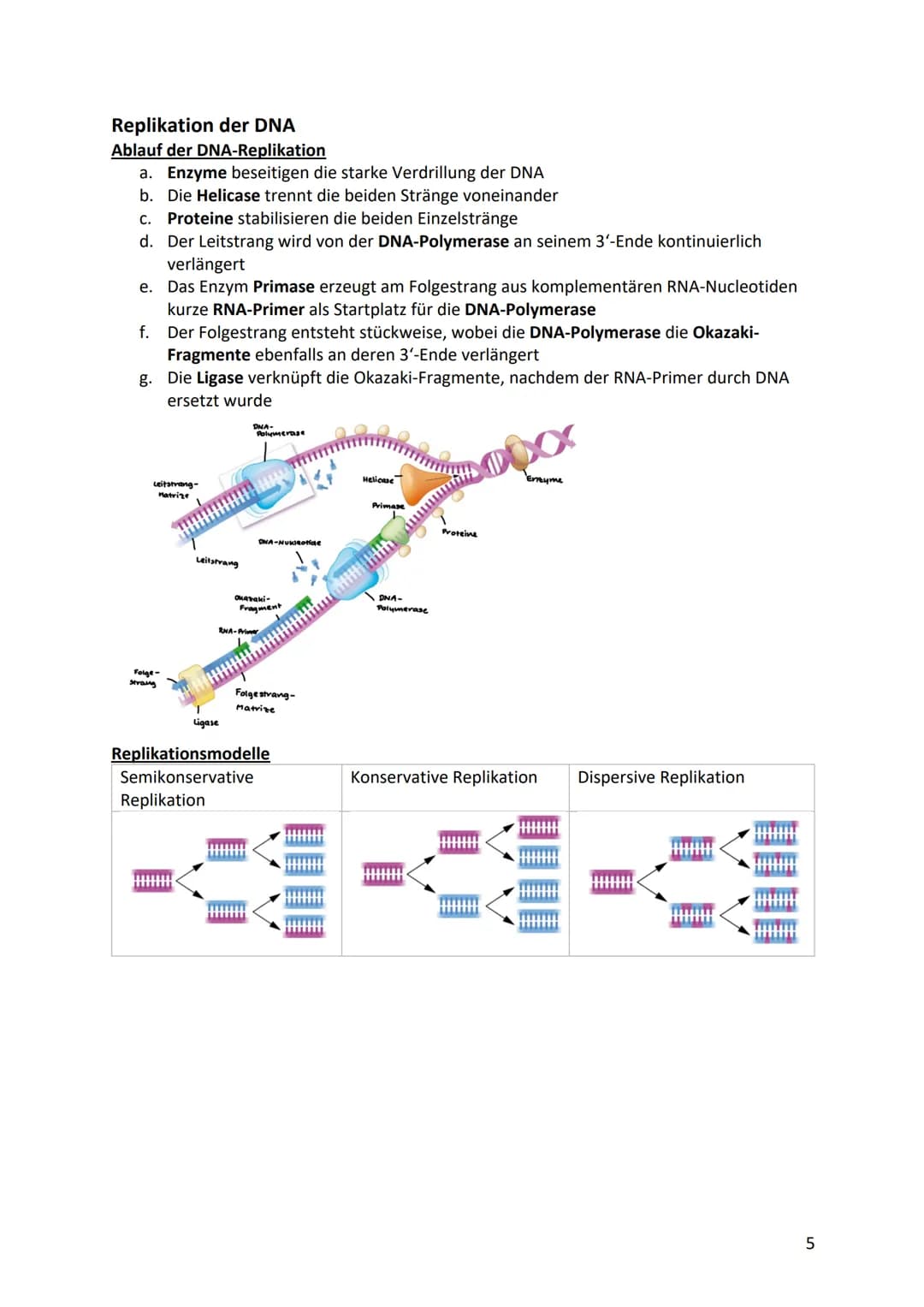 Biologie Klausurvorbereitung S2
Molekular Genetik
Grundbegriffe
Begriff
Genotyp
Phänotyp
Gen
Allel
Chromosomen
Chromatid
Centromer
Diploid
H