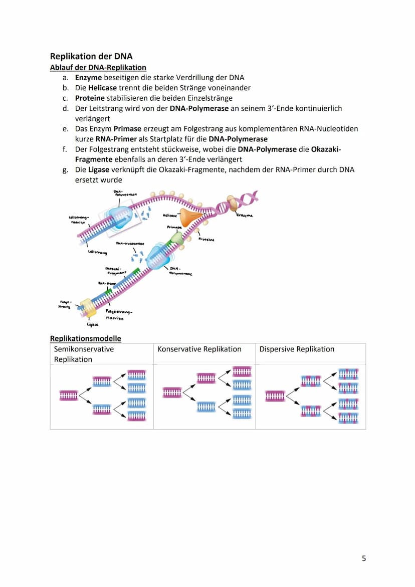 Biologie Klausurvorbereitung S2
Molekular Genetik
Grundbegriffe
Begriff
Genotyp
Phänotyp
Gen
Allel
Chromosomen
Chromatid
Centromer
Diploid
H