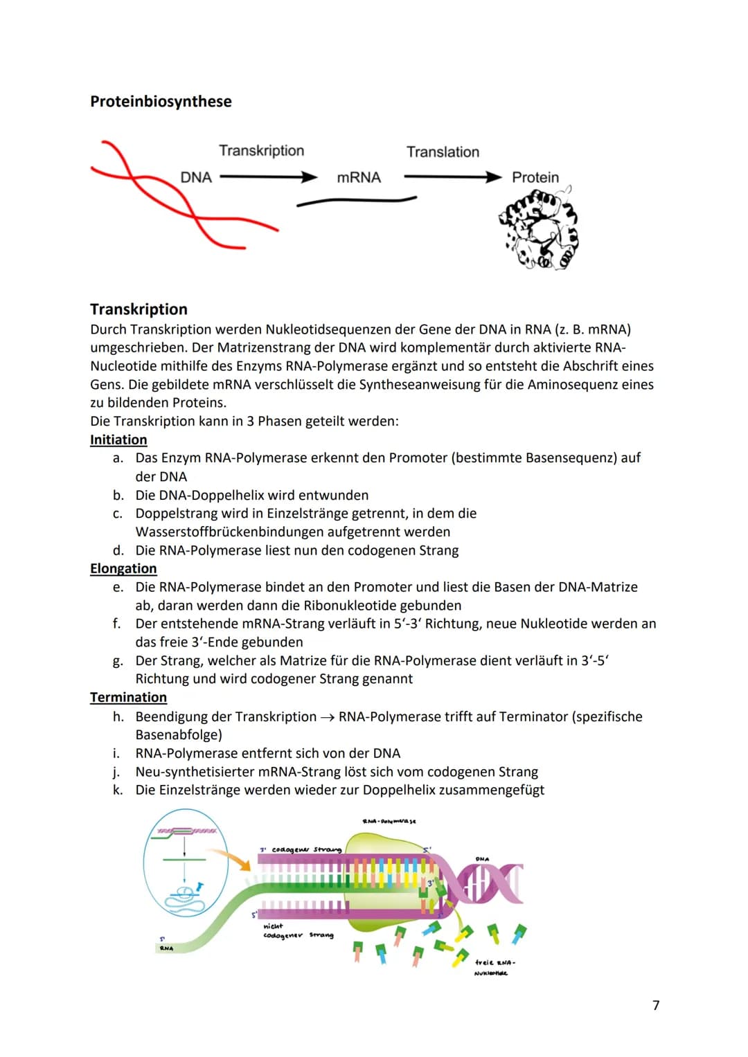 Biologie Klausurvorbereitung S2
Molekular Genetik
Grundbegriffe
Begriff
Genotyp
Phänotyp
Gen
Allel
Chromosomen
Chromatid
Centromer
Diploid
H