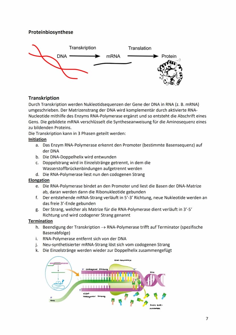 Biologie Klausurvorbereitung S2
Molekular Genetik
Grundbegriffe
Begriff
Genotyp
Phänotyp
Gen
Allel
Chromosomen
Chromatid
Centromer
Diploid
H