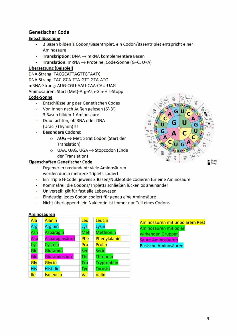 Biologie Klausurvorbereitung S2
Molekular Genetik
Grundbegriffe
Begriff
Genotyp
Phänotyp
Gen
Allel
Chromosomen
Chromatid
Centromer
Diploid
H
