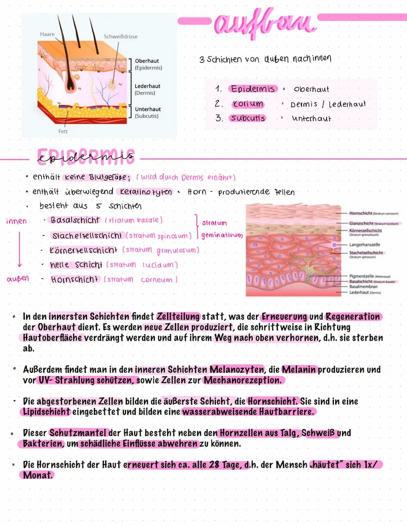 Felder
Die HAUT
Cutis
Leisten
Die Haut des ganten Körpers ist in kleine
Felder aufgeteilt (Felder Haut). außer
an Handfeller & Fußsohle (Lei