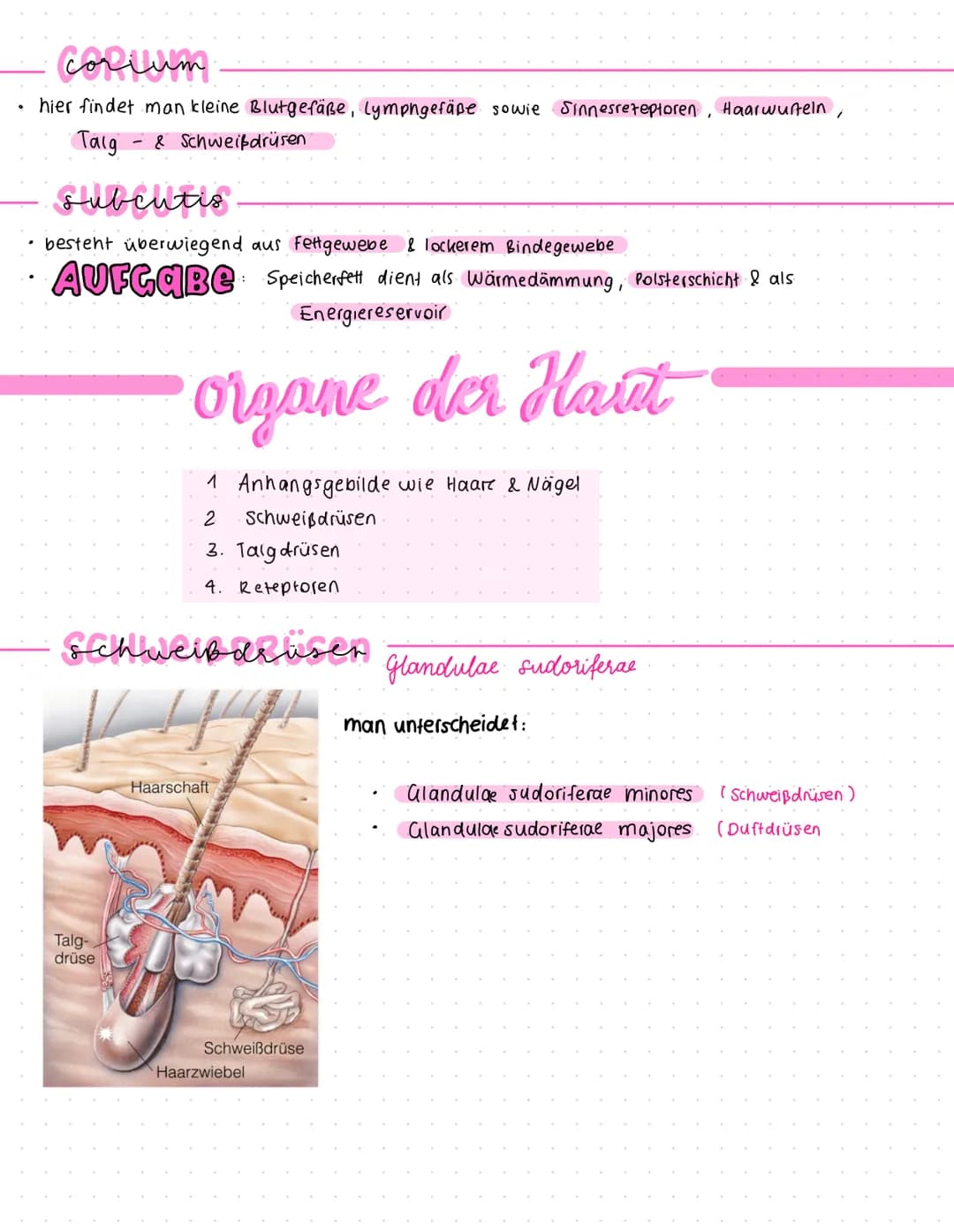 Felder
Die HAUT
Cutis
Leisten
Die Haut des ganten Körpers ist in kleine
Felder aufgeteilt (Felder Haut). außer
an Handfeller & Fußsohle (Lei