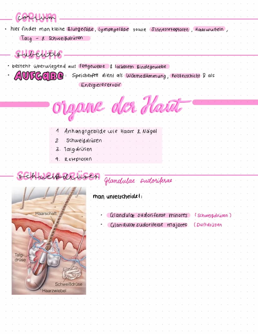 Felder
Die HAUT
Cutis
Leisten
Die Haut des ganten Körpers ist in kleine
Felder aufgeteilt (Felder Haut). außer
an Handfeller & Fußsohle (Lei