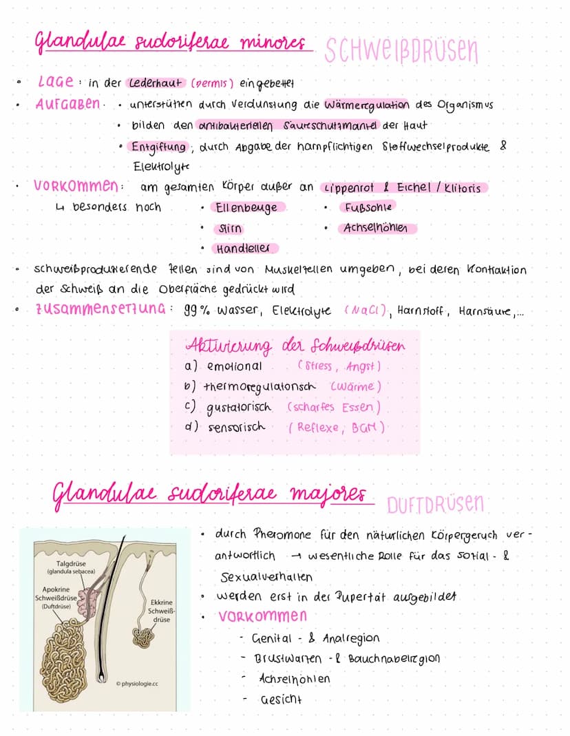 Felder
Die HAUT
Cutis
Leisten
Die Haut des ganten Körpers ist in kleine
Felder aufgeteilt (Felder Haut). außer
an Handfeller & Fußsohle (Lei