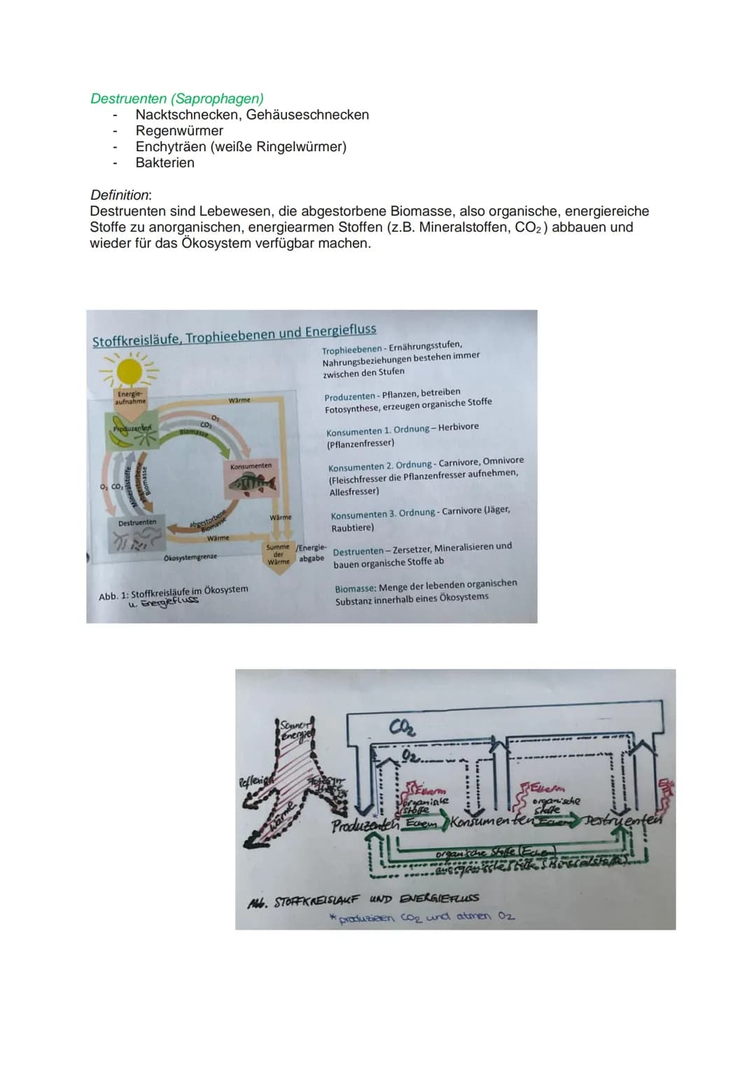 STOFFKREISLÄUFE UND ENERGIEFLUSS
NAHRUNGSKETTEN (Trophieebene - Nahrungsebene)
Produzenten > Konsumenten 1. Ordnung > Konsumenten 2. Ordnung