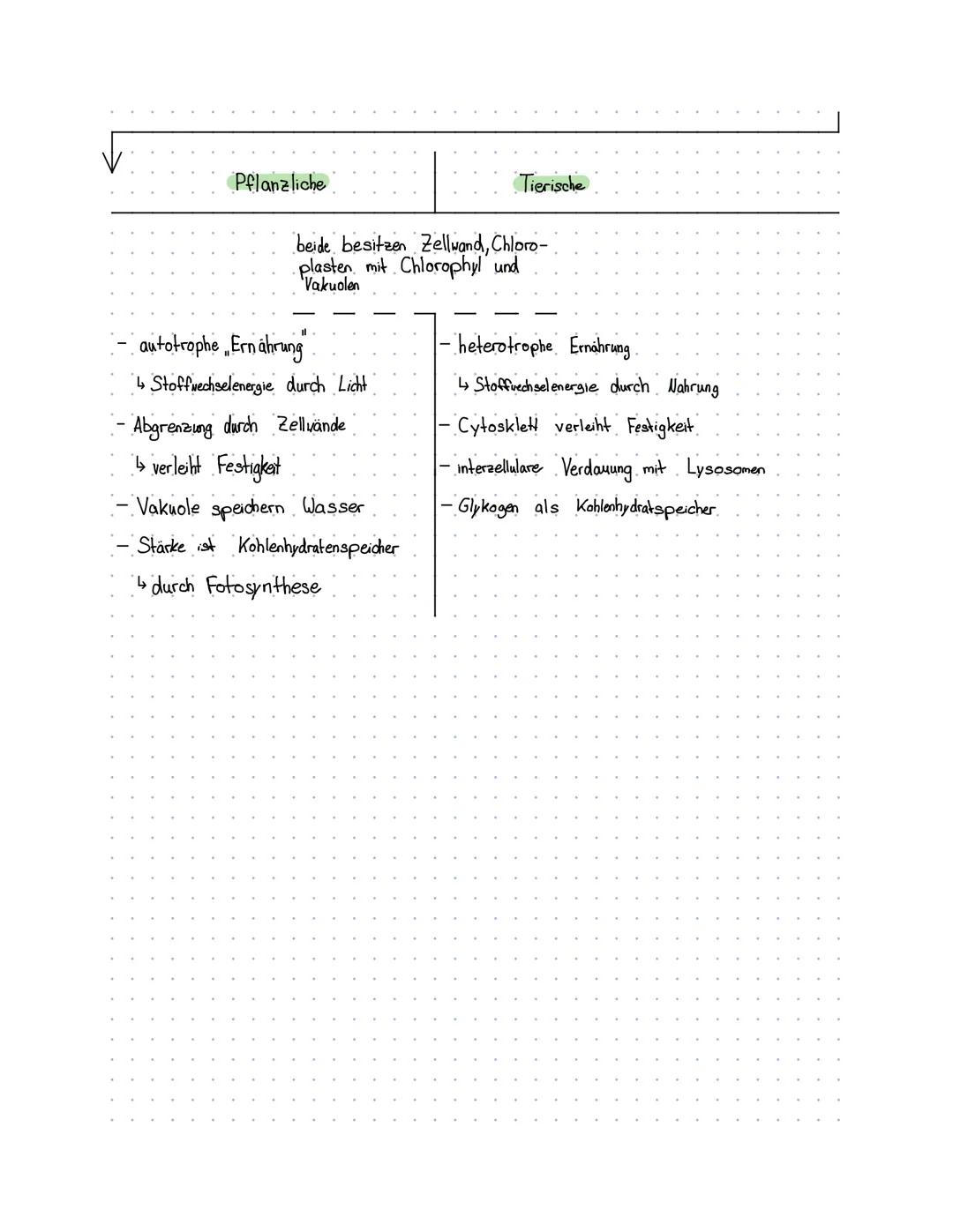 Zelltypen
- einzellig
DIOLOGIE
prokaryotisch
- Bakterien, Archaeen
- keinen Zellkem
kein Cytosklett
- Plasmide (DNA) ringförmig
- haploid
- 