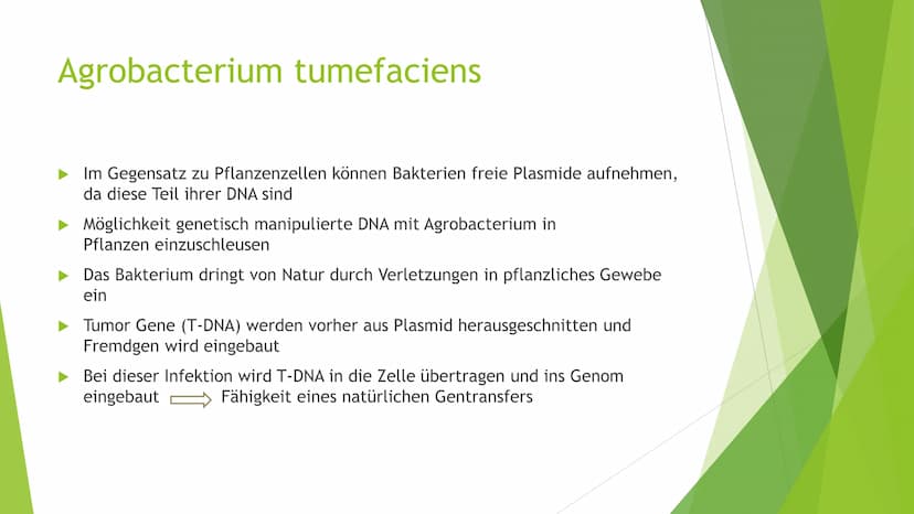 Transgene Pflanzen Gliederung
► Transgene Pflanzen (Grund?, Nutzen?, Ziel?)
Antisense Technik
►Flavr-Savr-Tomate ("Antimatsch-Tomate")
► Agr