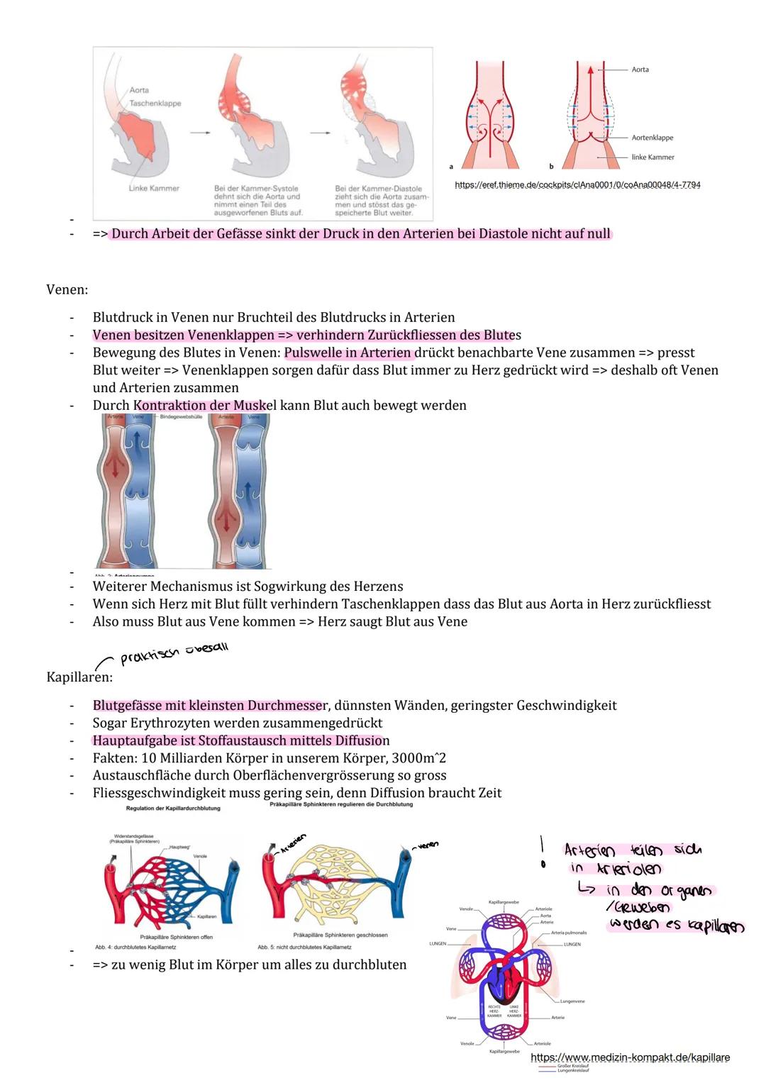 .... Biologieprüfung 4.2..

3.1 Grosser und
kleiner Blutkreislauf

- Du kennst die Hauptwege des Blutes durch unseren
Körper.
- Du kannst un