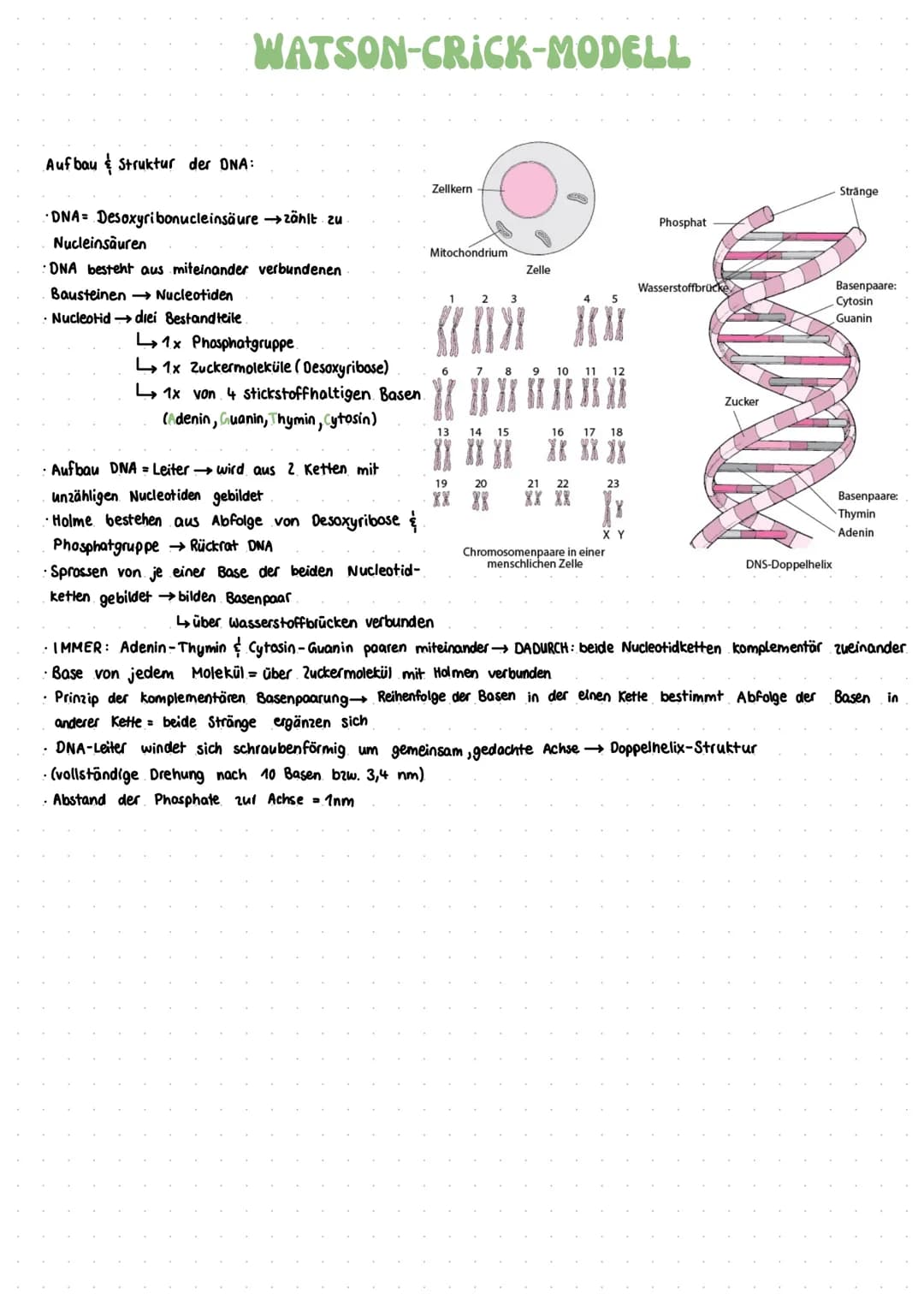 Nucleotide:
· Bausteine von Nukleinsäure
Begriffserklärungen
komplementär:
gegenläufig gleich → ergänzend
Begriffe Stammbaumanalyse:
homozyg