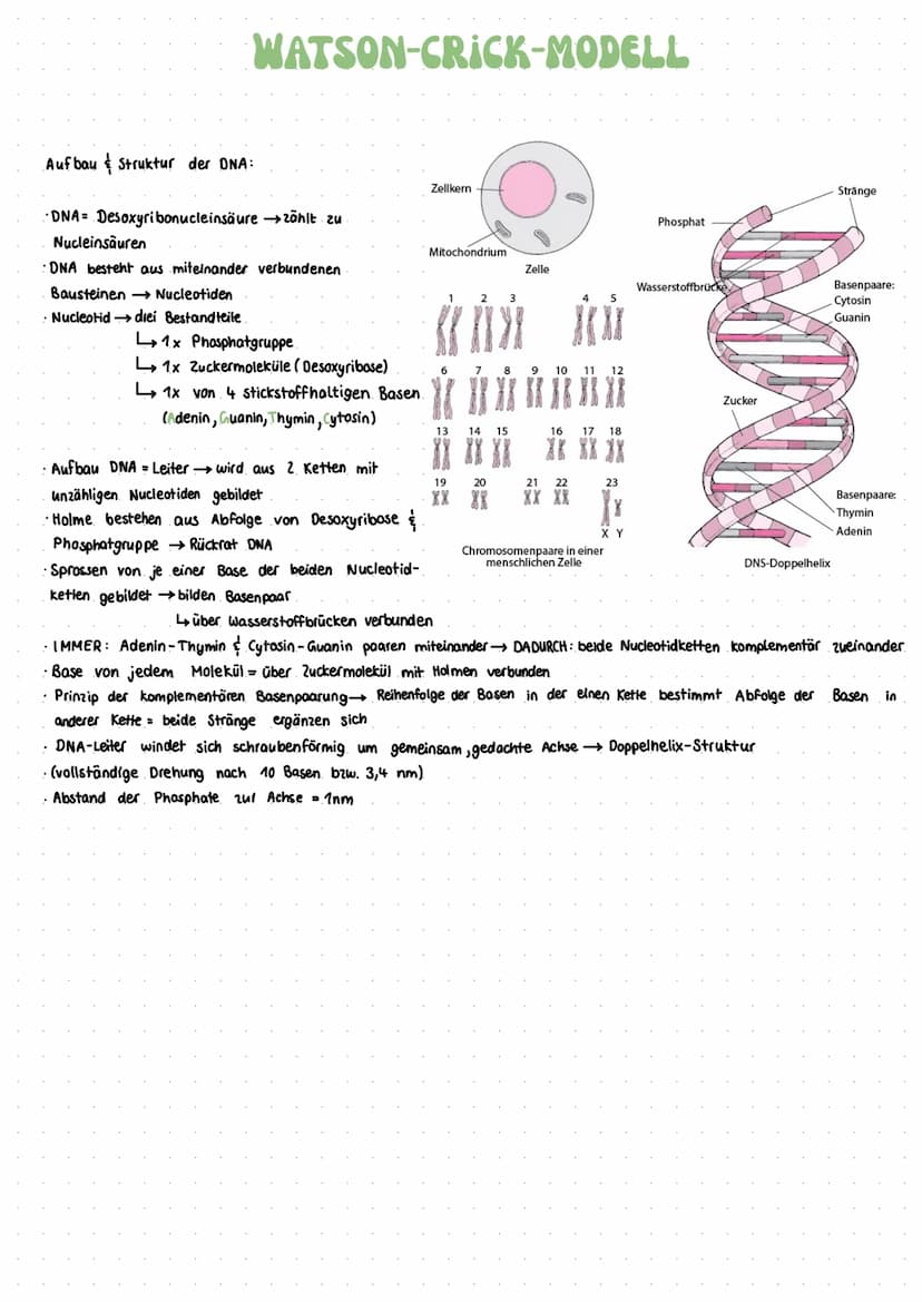 Nucleotide:
· Bausteine von Nukleinsäure
Begriffserklärungen
komplementär:
gegenläufig gleich → ergänzend
Begriffe Stammbaumanalyse:
homozyg